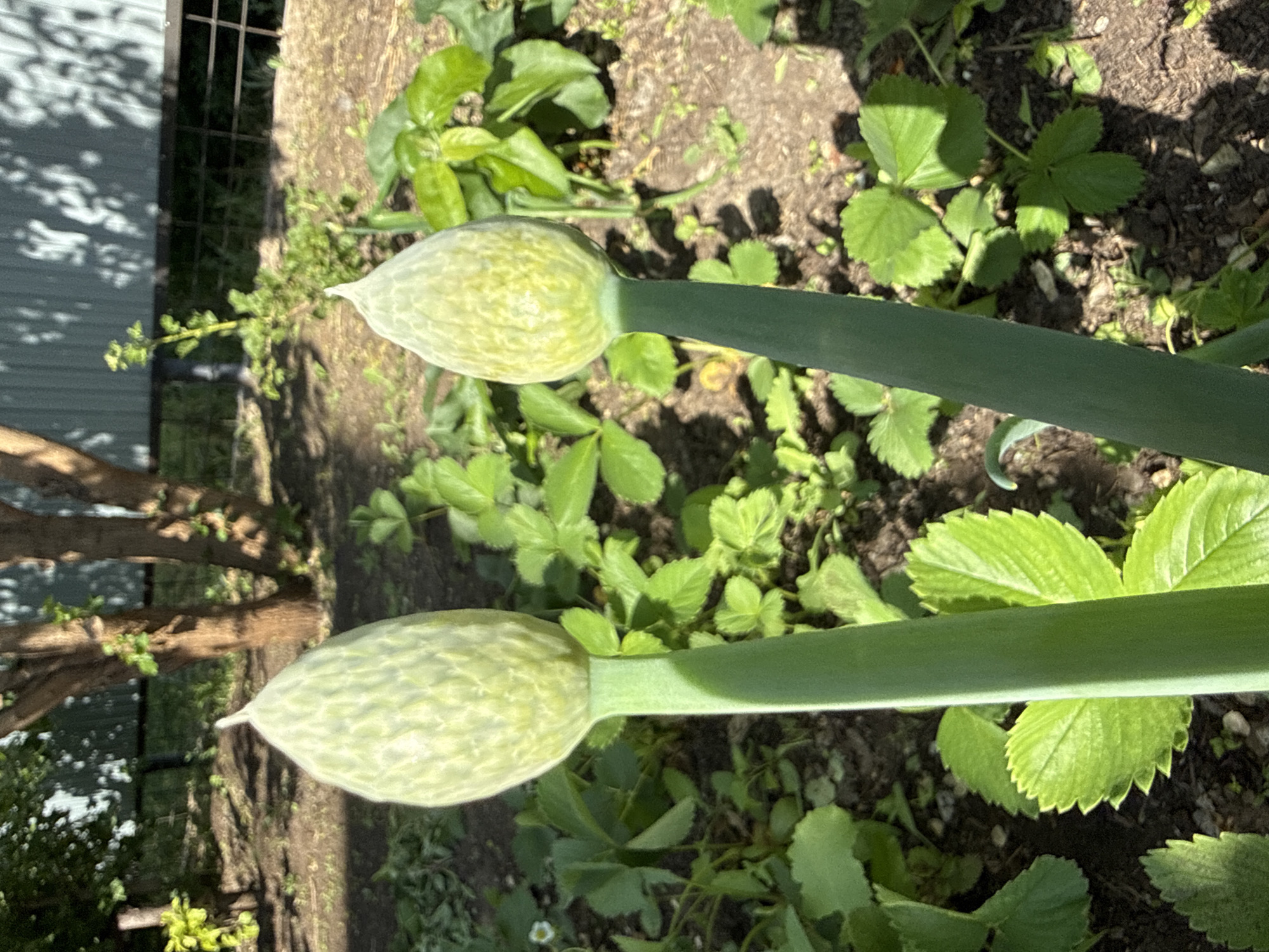 A close-up outdoor shot shows two onion stalks with bulbous, immature flower heads. The scene appears to be in a garden, with strawberry plants and other unidentified green foliage covering the ground. There is also a glimpse of a tree branch and a shaded structure in the background. The location is not provided.