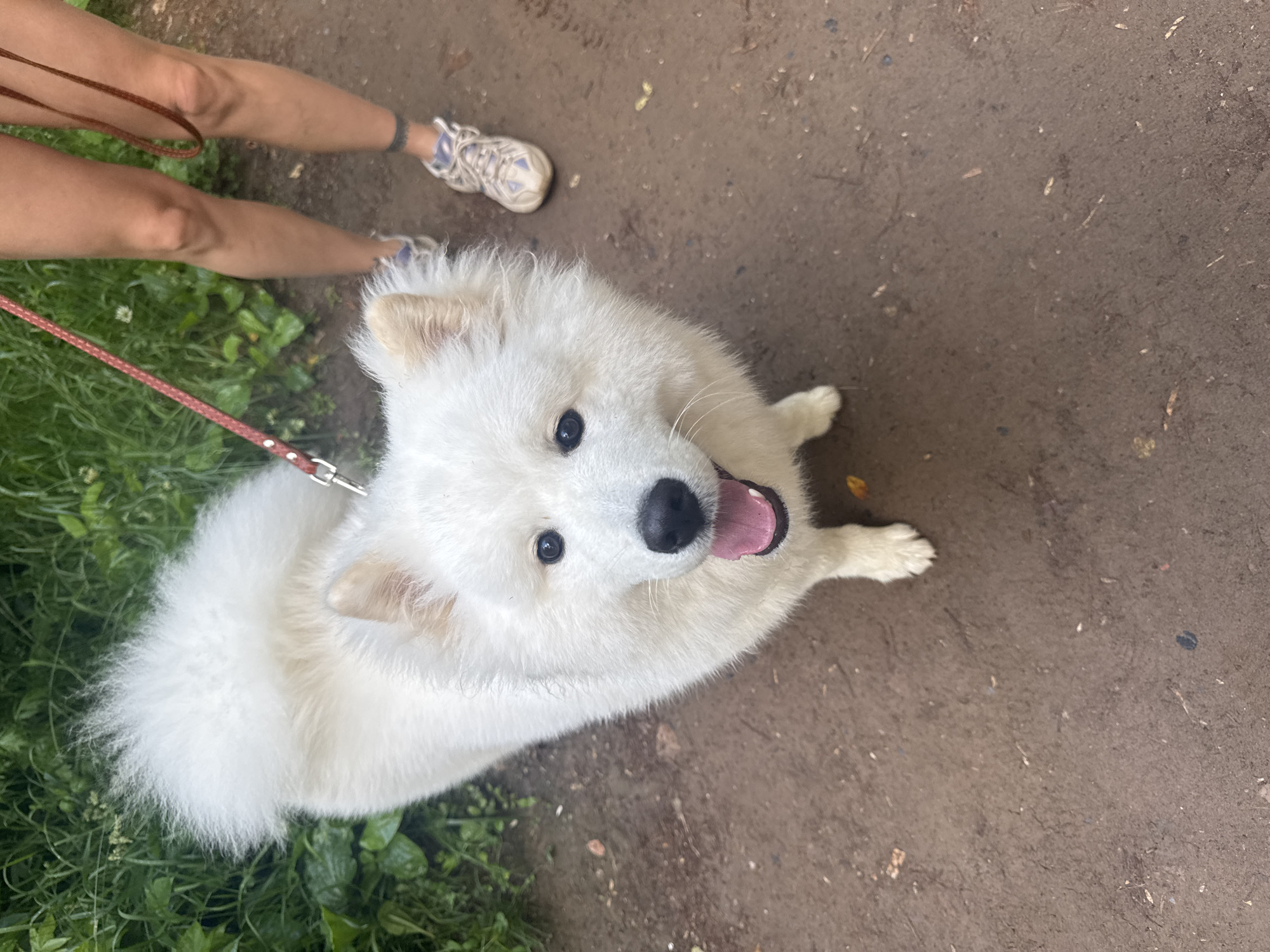 In Chaikovsky, Russia, a fluffy white Samoyed dog stands on a dirt path, its tail curled over its back. The dog is leashed by a red and brown rope, held by an unseen person. In the background, lush green foliage thrives, suggesting a natural or park setting. The dog's mouth is open in a happy pant, its tongue visible, and its dark eyes gaze directly at the camera. The scene is captured from a high-angle perspective, emphasizing the dog's joyful expression and fluffy coat.