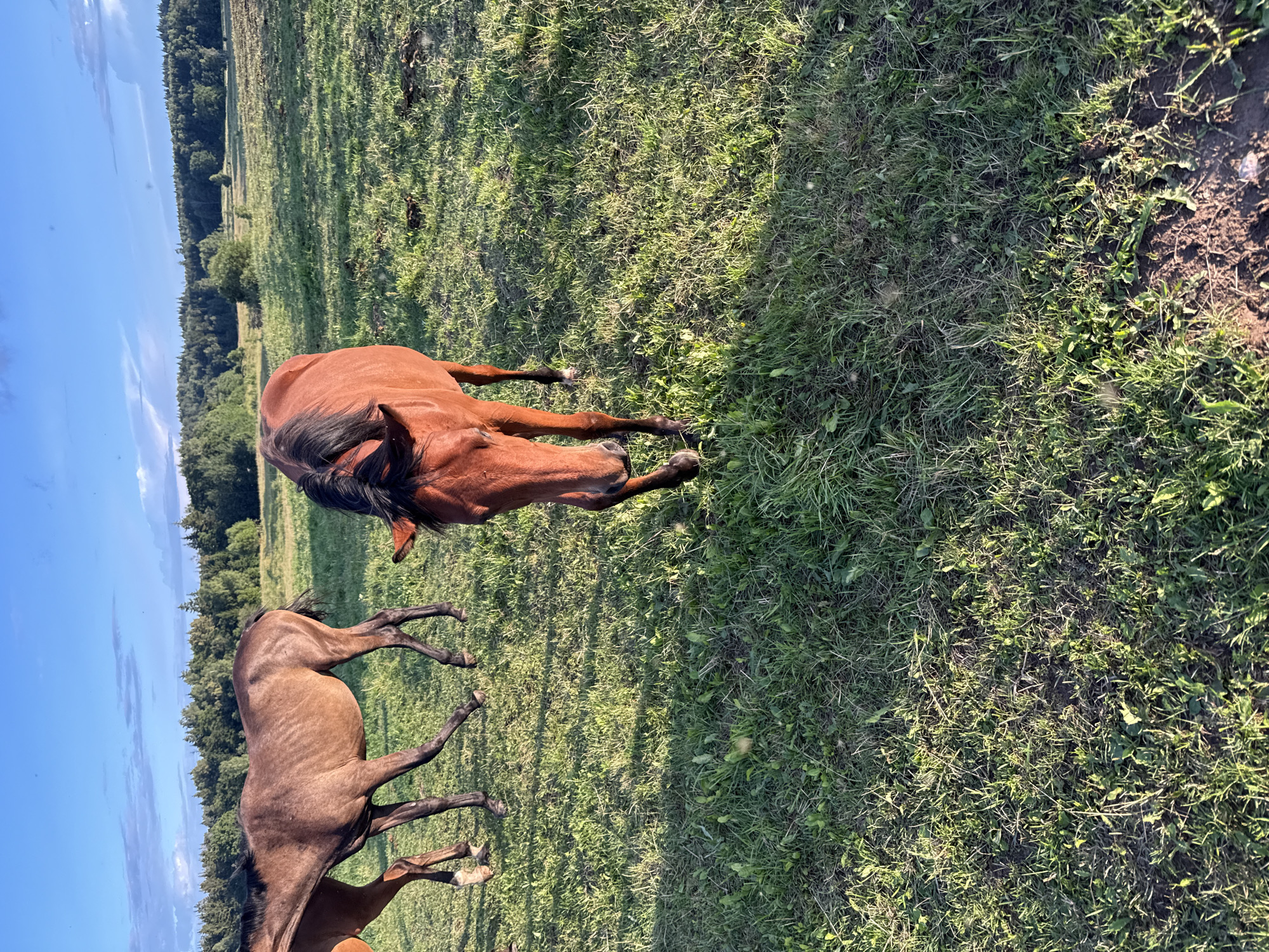 The image depicts a grassy field with three horses in it. The horses are brown. One horse is in the foreground, facing the camera, and appears to be walking. Another horse is to the left and slightly behind the first horse, also in motion. A third horse's hindquarters are visible in the upper left corner, also in motion. The field is covered in green grass with some patches of dry earth. In the background, there is a line of trees under a blue sky with scattered clouds. The lighting suggests it is either early morning or late afternoon, with long shadows cast by the horses. The scene is located in Galinė, Lithuania.
