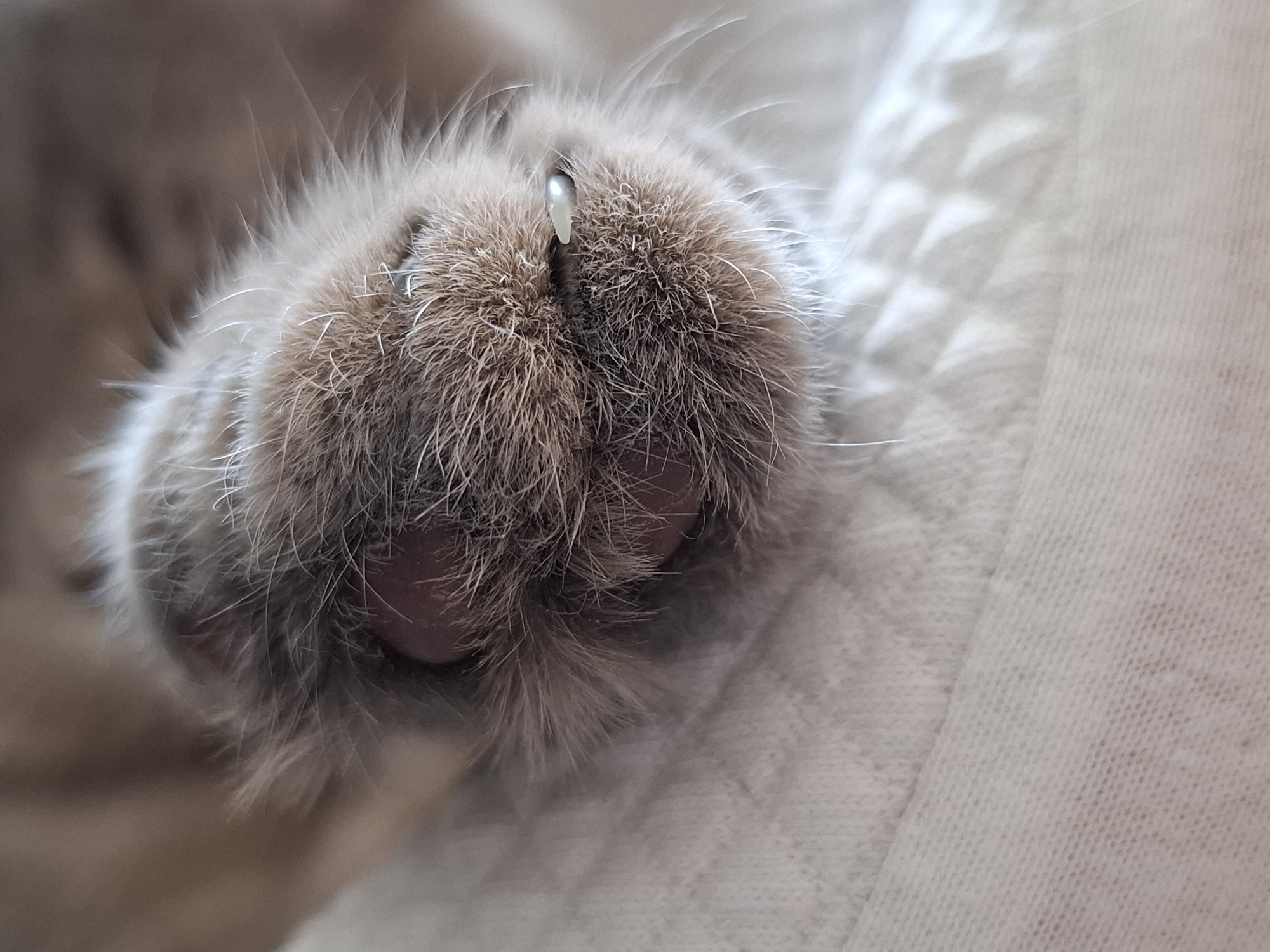 A close-up photograph displays a cat's paw with a single claw extended, likely on a soft, textured, white or light-colored surface. The paw is fluffy and grey-brown in color. There's no location information that can be derived from this image.