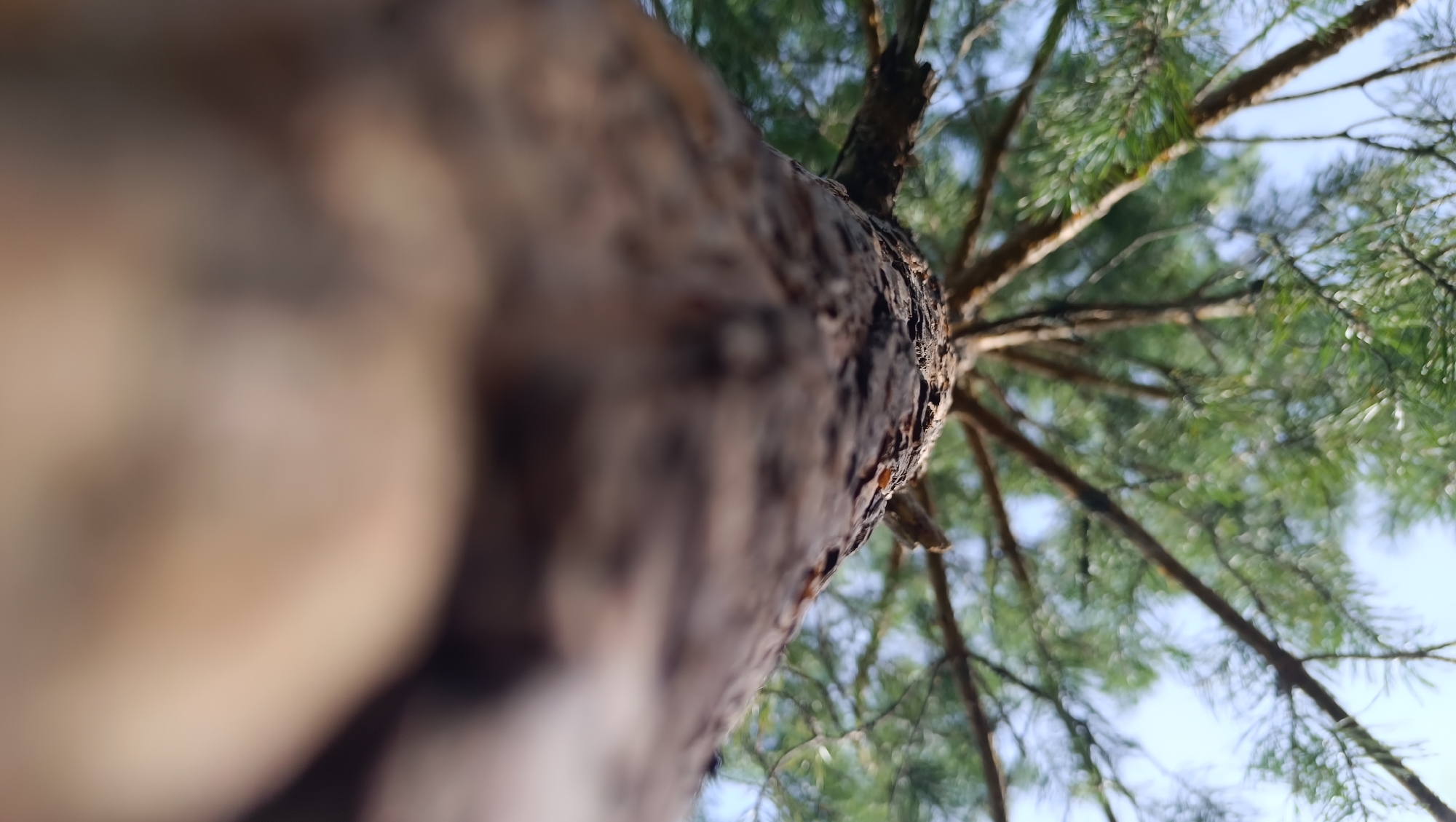 The image shows a low-angle view looking up at the trunk and branches of a pine tree against a clear sky. The bark of the tree trunk is rough and textured, with brown and gray tones. The branches extend outwards, covered in green pine needles. The background is a soft blur of green foliage and a pale blue sky. There are no people or animals visible in the image. The scene appears to be in a natural outdoor environment, likely a forest or park. It is not possible to determine the specific location within the city of Karsha, Russia, from the visual information provided.