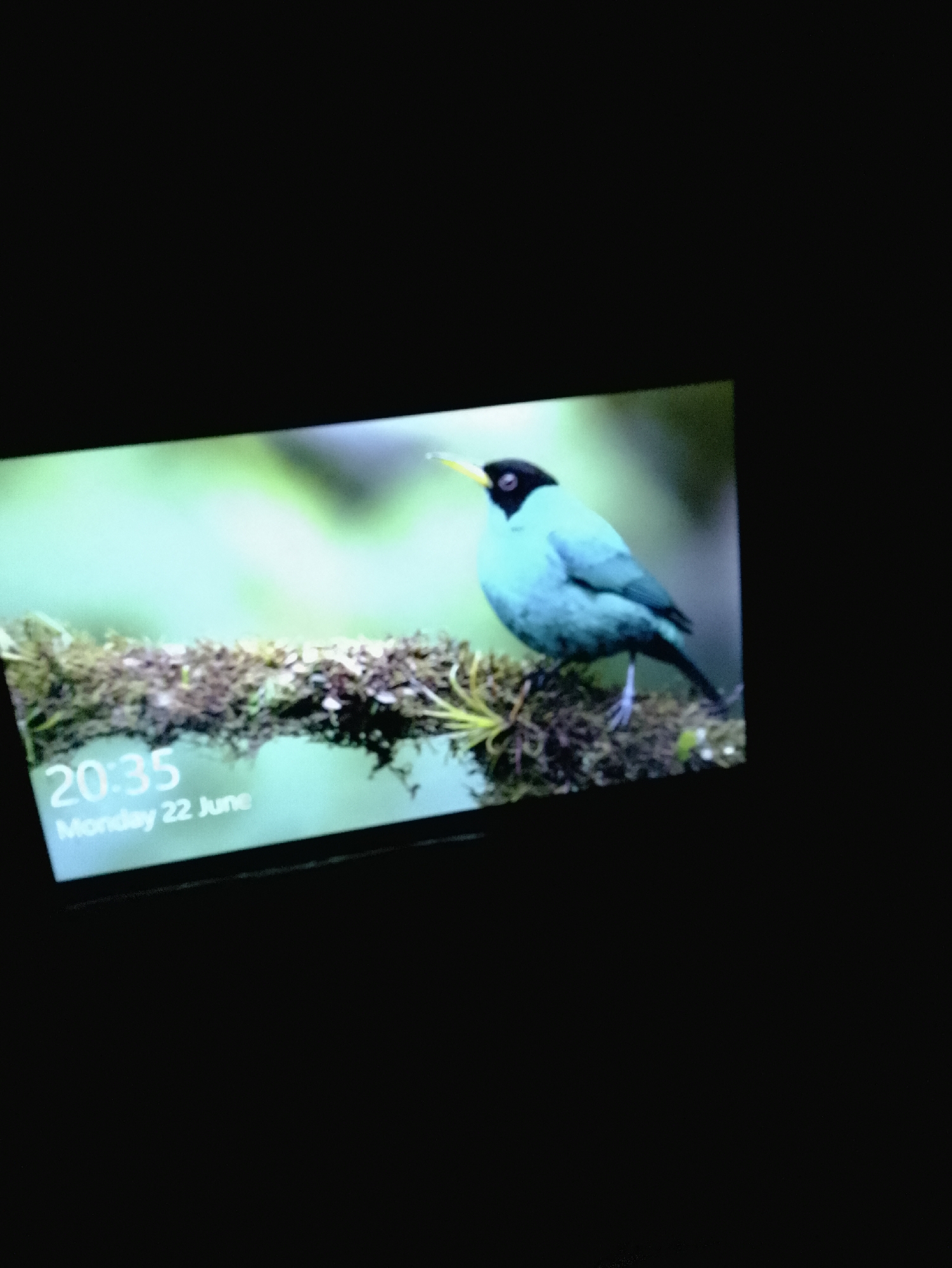 The image shows a close-up of a laptop screen displaying a lock screen. The background is a blurred image of a bird perched on a moss-covered branch. The bird is predominantly turquoise with a black head and a yellow beak.
In the bottom left corner of the screen, text indicates the time and date: "20:35" and "Monday 22 June". The overall scene suggests a digital device displaying a nature-themed wallpaper with relevant time and date information, typical of a computer's lock screen or desktop. The lighting suggests the photo was taken in a dimly lit room, with the laptop screen being the primary light source. There are no people visible in the image, and the focus is entirely on the screen's content.