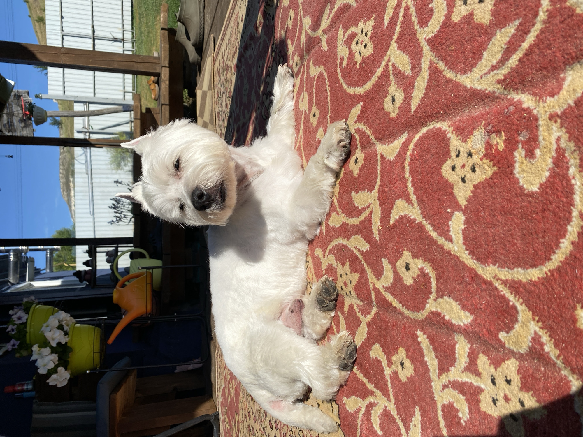 A white West Highland White Terrier dog is lying down on a red and beige patterned outdoor rug. The dog is facing to the left of the frame, with its body partially obscured by shadows. Behind the dog, a wooden porch structure is visible, with a white metal fence in the background. The environment appears to be outdoors, with a bright, sunny sky overhead. The location is identified as Besplemyanovskii, Russia.