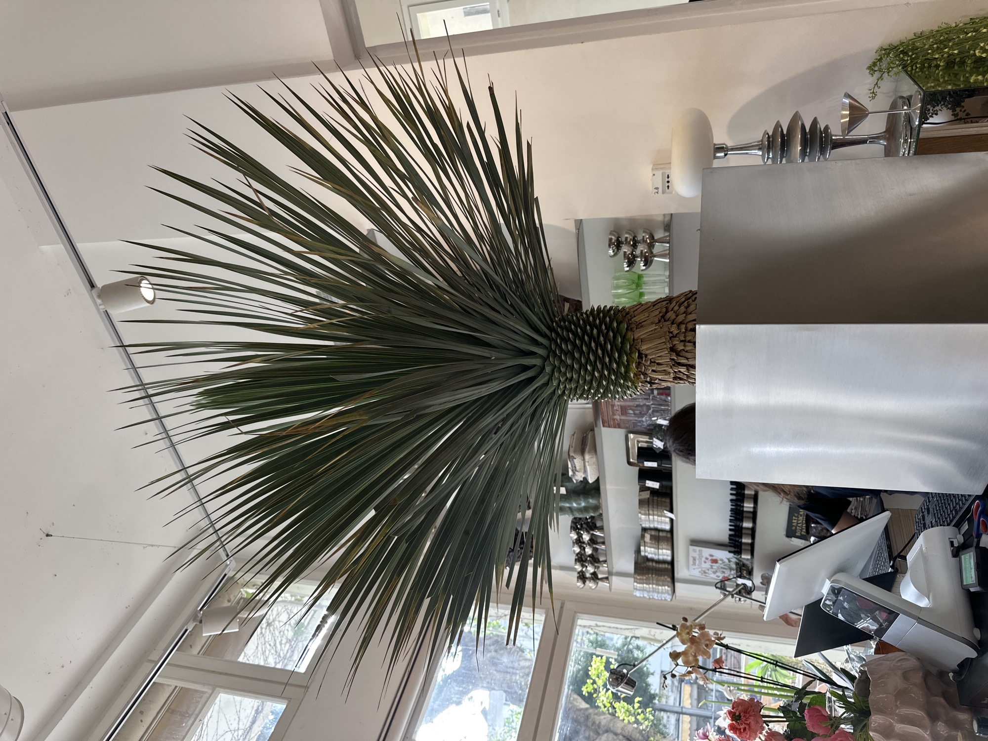 The image depicts an interior scene, possibly a shop or retail space, with a large yucca-like plant dominating the left side of the frame. The plant has dense, pointed leaves and a textured, cylindrical trunk. To the right, there are shelves stocked with various items, including what appear to be small containers, jars, or vials, suggesting the shop might sell cosmetic or botanical products. There's a counter with a computer screen, a cash register or payment terminal, and a keyboard, implying a point-of-sale area. In front of the counter are several plants, including orchids and flowers, adding a touch of nature to the scene. Large windows are in the background, letting in daylight and offering a glimpse of greenery outside. Based on the items on the shelves and overall aesthetic, it's likely a high-end retail or specialty shop. There is no definitive indication of the location being Tel-Aviv, Israel from the given scene, but the products and architectural style could potentially match the area. Further contextual information would be required for a more precise confirmation.