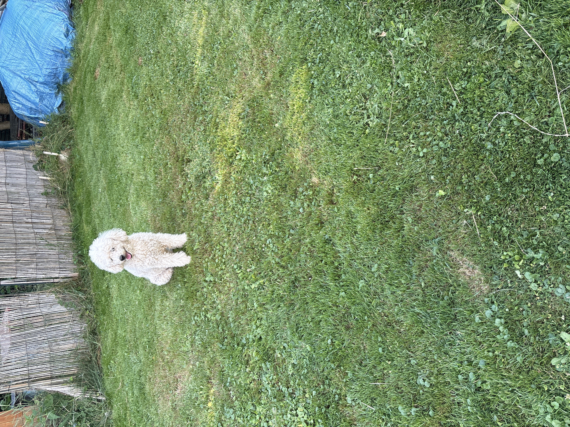 A white poodle sits in a grassy backyard, facing the camera. The dog's mouth is open, and its tongue is visible. The background features a bamboo fence on the left and a blue tarp covering an object on the right. The grass is green and appears to be well-maintained. The scene is outdoors, likely during the daytime, given the lighting. The location is identified as Ćwiklice, Poland.
