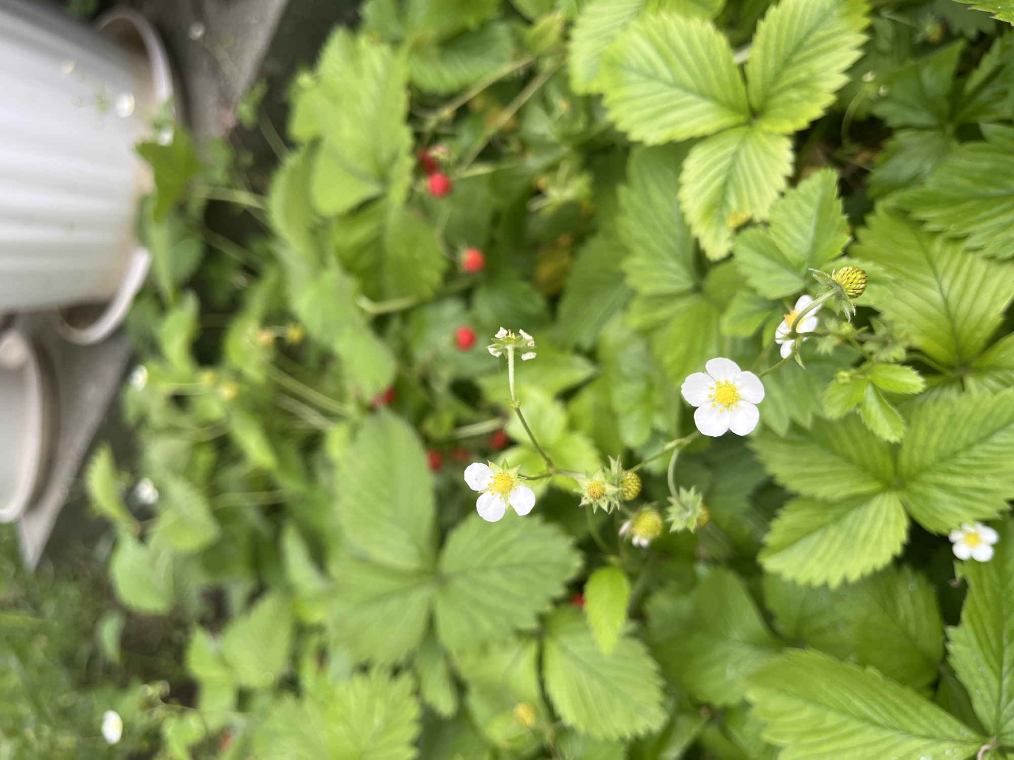 The image presents a dense patch of wild strawberry plants (Fragaria vesca) at an eye-level perspective. The dominant feature is the vibrant green foliage of the strawberry plants, with trifoliate leaves exhibiting textured veins. Scattered among the leaves are small, ripe red strawberries, indicating that it is harvest time. There are also white flowers with yellow centers, suggesting ongoing pollination and fruit development. The environment appears to be outdoors, potentially a garden or a wild area near Piperkovo, Bulgaria, although there are no specific landmarks to confirm the location. In the upper-left of the image, there are partially visible white pots or containers, suggesting human cultivation nearby. No people or animals are visible in the image.
