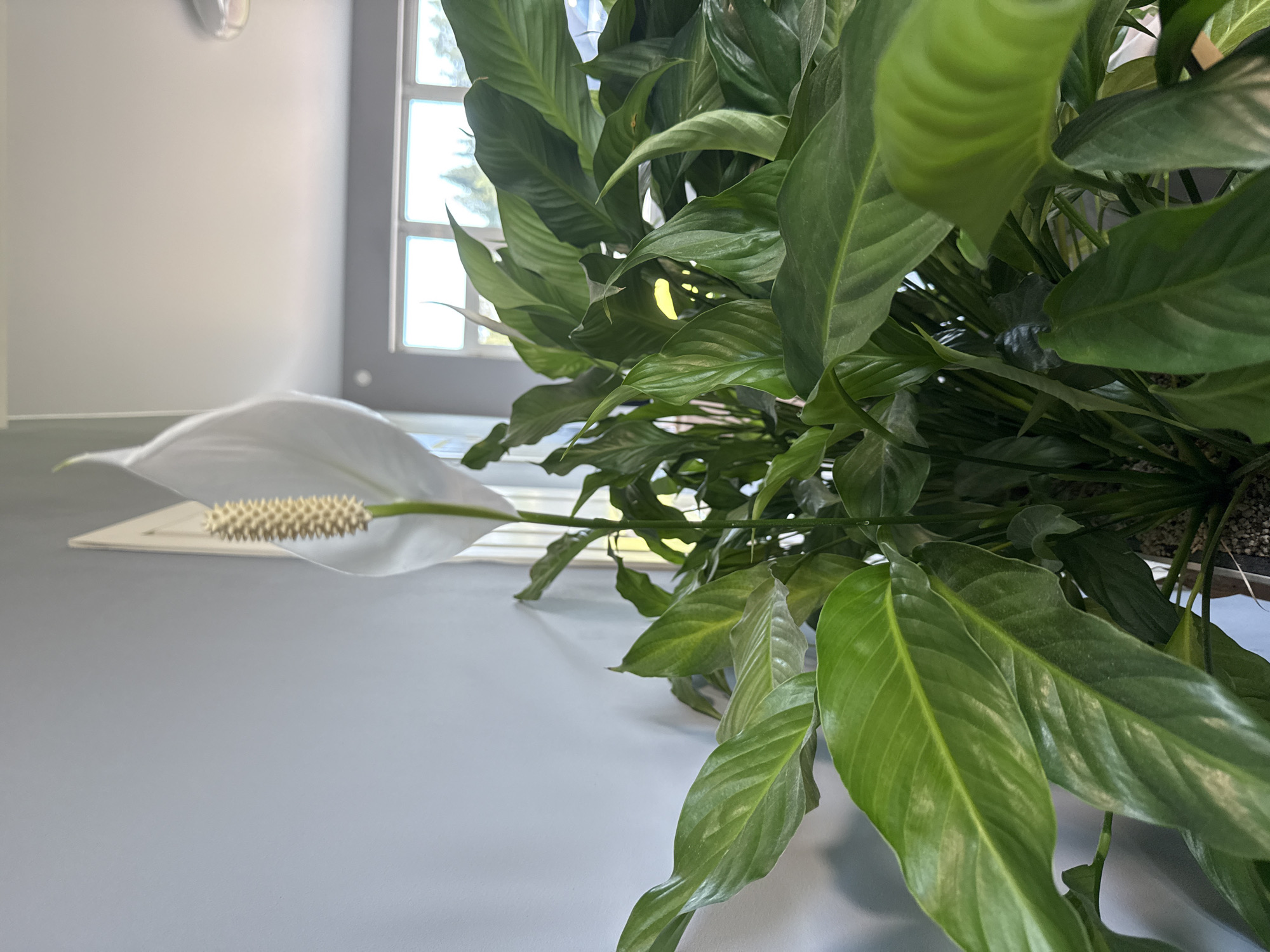 A close-up, eye-level shot captures a vibrant peace lily plant with lush green foliage and a single white spathe in bloom. The plant is positioned indoors, with a light gray wall serving as the background on the left. Sunlight streams in from the right, illuminating the plant and casting shadows on the wall. In the background, a series of windows reveals a glimpse of the outdoors, suggesting a residential or office setting. The overall impression is one of natural beauty and tranquility within an interior space. The scene is located in Kolyasovo, Russia.
