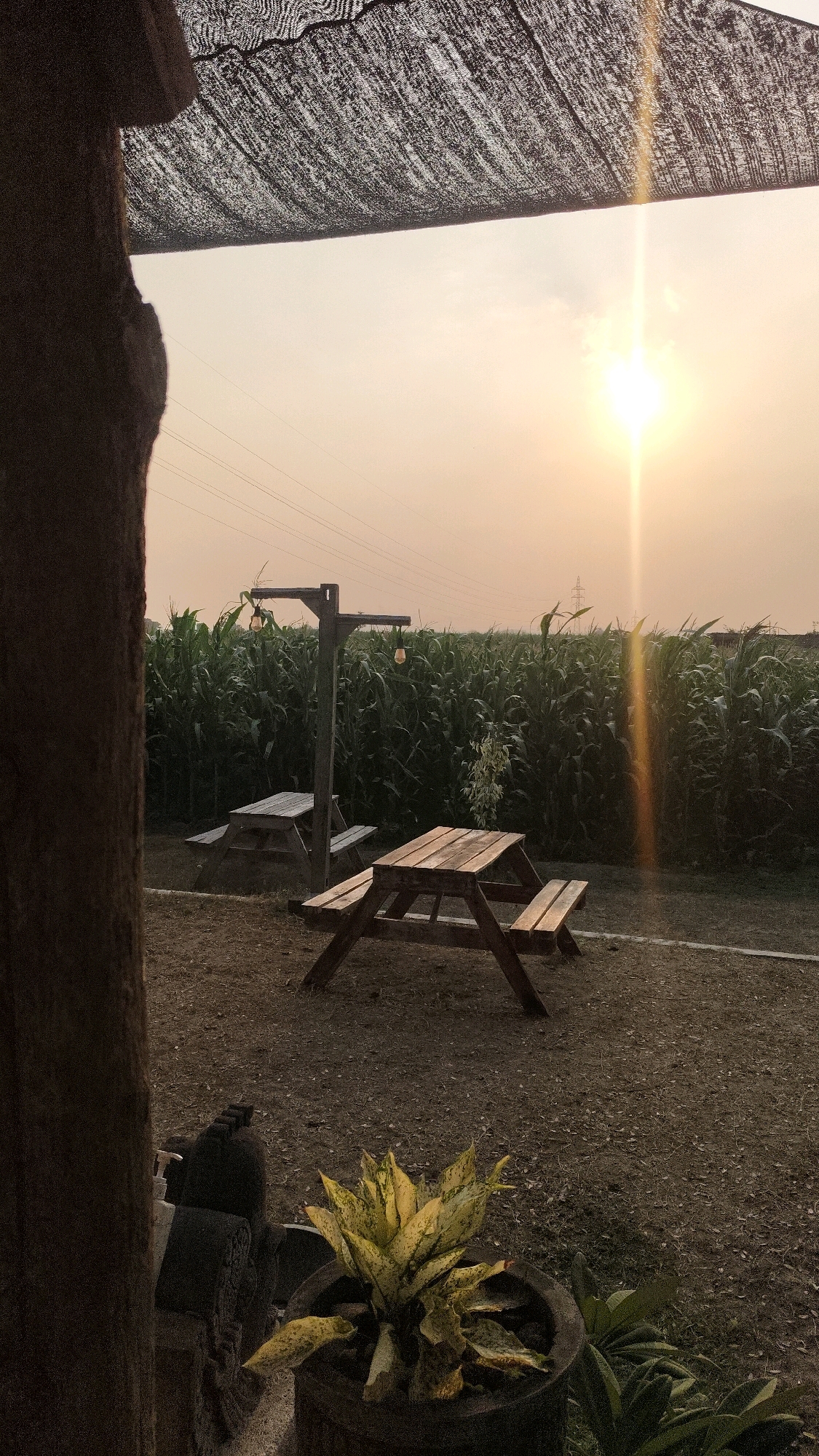 The image shows an outdoor seating area with picnic tables set against a backdrop of a cornfield at sunset. A large, dark tree trunk is on the left, framing the view. Above, a dark, mesh-like canopy stretches across the top of the frame, with sunlight filtering through the sky. The sun, a bright orb with a distinct light flare, is positioned in the upper right quadrant of the sky, casting a warm, orange glow.
In the middle ground, two wooden picnic tables are visible. One table is in the foreground, partially obscured by the tree trunk, and appears to be made of weathered wood. The second picnic table, in the background, is situated near a wooden post with two hanging light bulbs.
The cornfield extends across the middle and background of the image, with tall green stalks creating a dense wall of vegetation. Power lines and poles are visible against the sky above the cornfield. In the lower right foreground, a potted plant with yellow and green variegated leaves sits on the ground. The ground itself is covered in dirt and scattered dry leaves.
The scene appears to be in a rural or semi-rural location, possibly a farm or an outdoor recreational area. The lighting suggests it is either sunrise or sunset. The overall atmosphere is peaceful and serene.
Although the prompt mentions "Sambirobyong, Indonesia," there are no specific visual cues within the image to confirm this exact location. However, the presence of a cornfield and the type of vegetation are consistent with agricultural regions in Indonesia. There are no people or animals visible in the image.