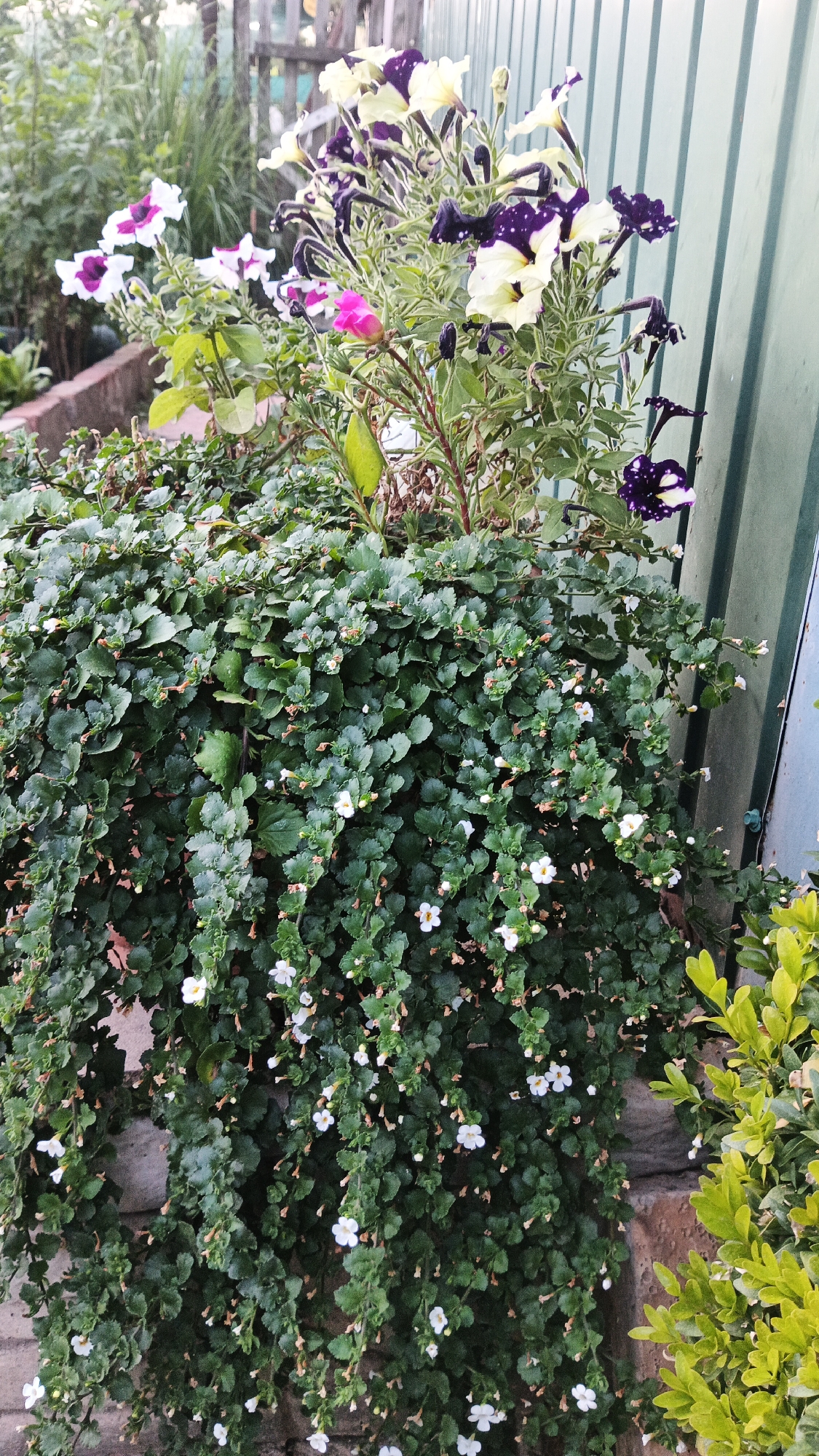 This image depicts a close-up view of a planter box containing a variety of flowering plants, situated outdoors. In the foreground, a dense, cascading plant with small, dark green leaves and numerous tiny white flowers dominates the lower portion of the frame. Behind and slightly above this, a taller plant features larger petunia-like flowers in shades of purple, white, and yellow, with some flowers showing dark purple speckles. A single pink flower is also visible amongst these. The planter appears to be made of stone or brick. In the background, a light green corrugated metal fence is visible, along with a wooden fence and some greenery, suggesting a garden or yard setting. The lighting indicates it is daytime, likely overcast or early morning/late afternoon due to the soft light. The scene is likely located in an urban or suburban area. Given the prompt's constraint to include the city of Kryvyi Rih, Ukraine, it is assumed this image was taken there, however, no specific landmarks or indicators within the image confirm this location. There are no people or animals present in the image.
