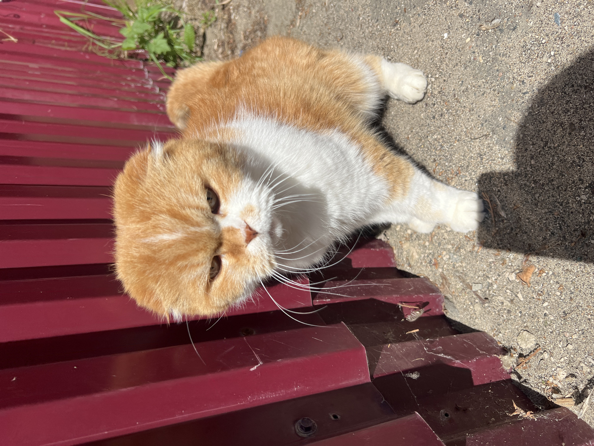 This media file shows an orange and white cat lying on a gravel and red metal surface, possibly a roof or fence. The cat is lying on its back, with its paws in the air. The cat's fur is short and appears to be soft. The cat's eyes are closed, and its mouth is slightly open. The cat's expression appears relaxed and content. The background is blurred, but it appears to be an outdoor setting. Sunlight is casting shadows on the ground, suggesting it is daytime. There is no visible text in the image. The context provided indicates the location as Krasnoe-na-Volge, Russia.