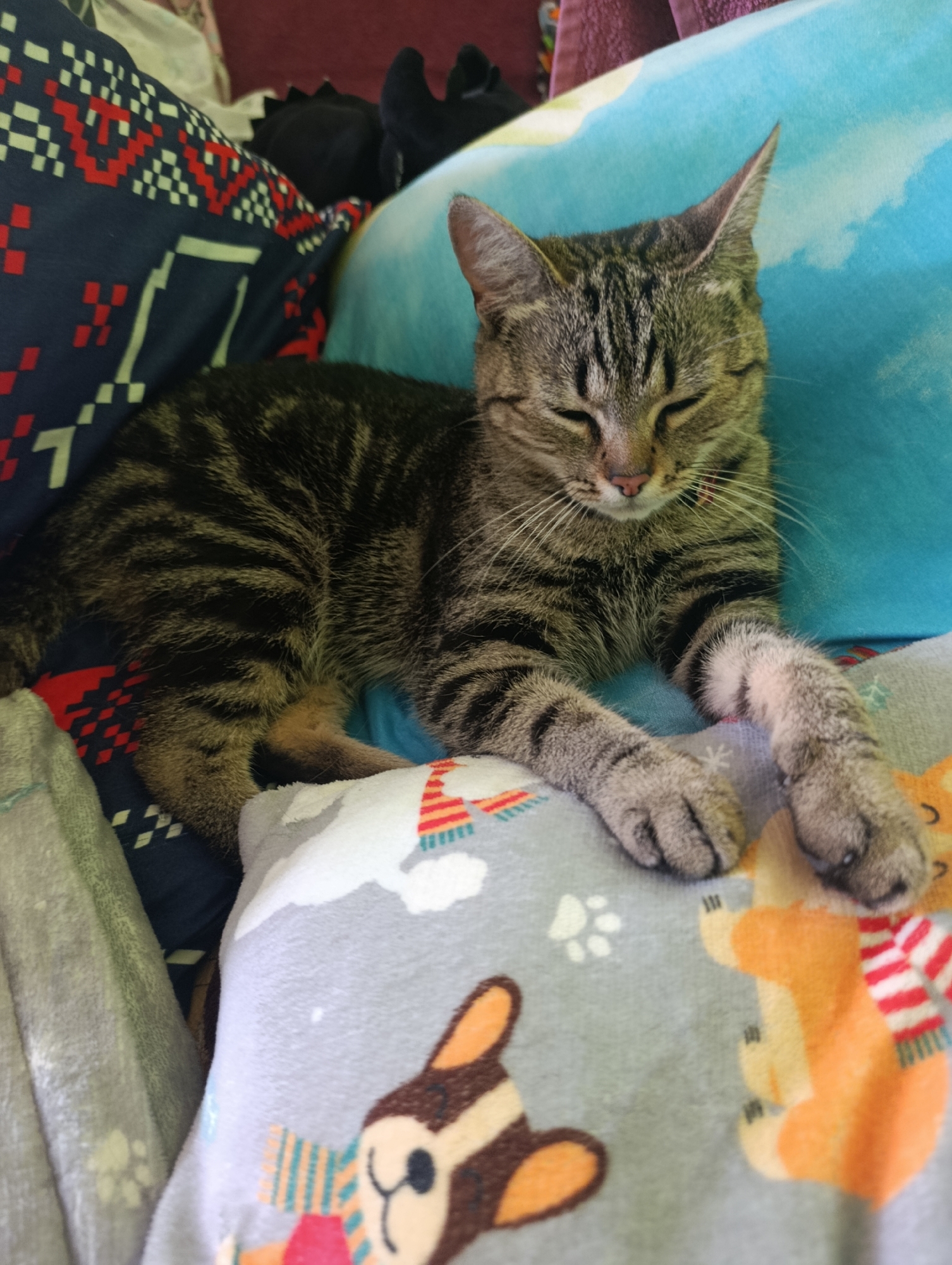 A domestic shorthair tabby cat is resting on a pile of patterned pillows and blankets. The cat is in the center of the frame, with its eyes closed and its paws extended. It has gray and black stripes on its fur. The pillows and blankets are colorful and have various patterns, including geometric designs, clouds, and cartoon animals. The scene appears to be indoors, possibly in a bedroom or living room, as indicated by the soft furnishings. The lighting suggests daytime. The cat's relaxed posture and closed eyes convey a sense of contentment and peacefulness. There is no visible text in the image.