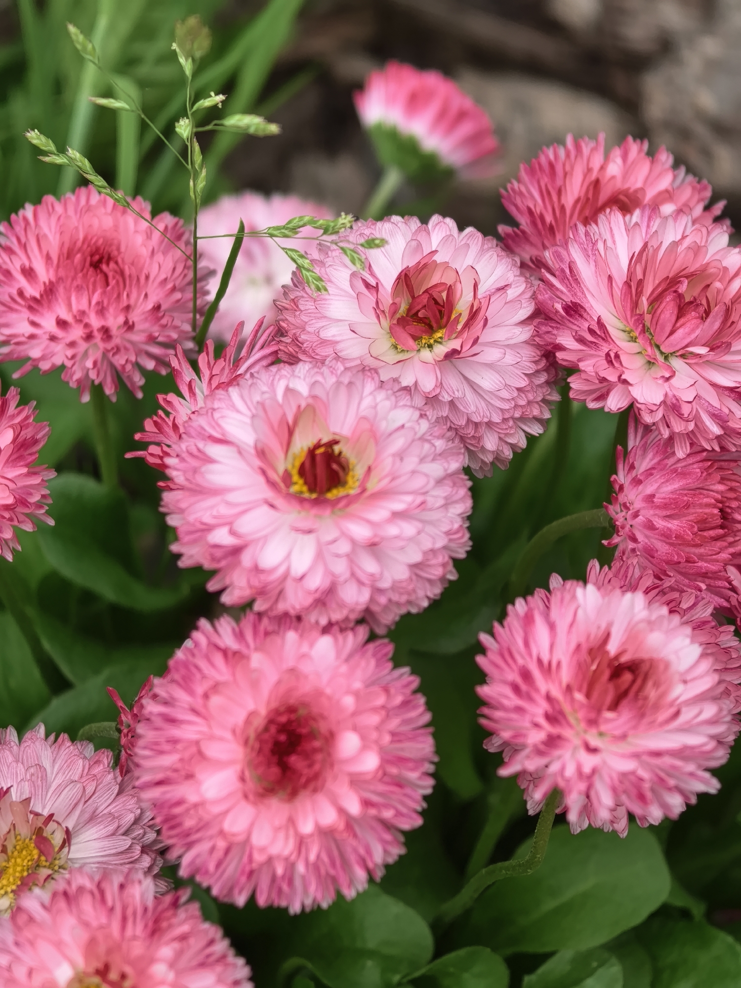 The image shows a close-up of a cluster of pink Bellis perennis flowers, also known as English daisies or common daisies, set against a background of green foliage and hints of brown soil or mulch. Some blades of green grass are interspersed among the daisies. The flowers are in various stages of bloom, displaying a range of pink hues from light to dark. The composition focuses primarily on the floral arrangement and does not provide sufficient contextual information to identify a specific location within Perm, Russia. There are no people depicted in the image.