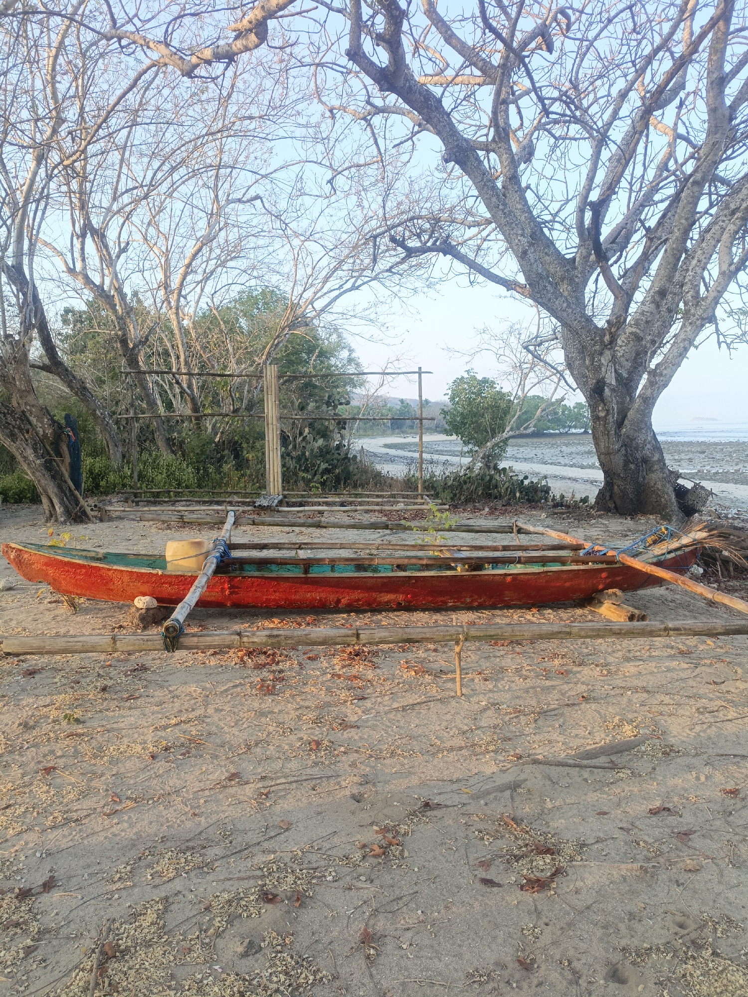 In Solor Barat, Indonesia, a red and teal outrigger canoe rests on a sandy shore, supported by a bamboo frame. A single oar with a wooden handle lies across the boat, secured with rope. The canoe is positioned near a body of water, with a dry, rocky shoreline visible in the distance. Bare-branched trees dominate the landscape, their leafless limbs reaching towards a clear blue sky. A low fence made of bamboo and netting encloses an area behind the canoe, with various types of vegetation growing beyond it. The ground is covered in sand and scattered dry leaves.