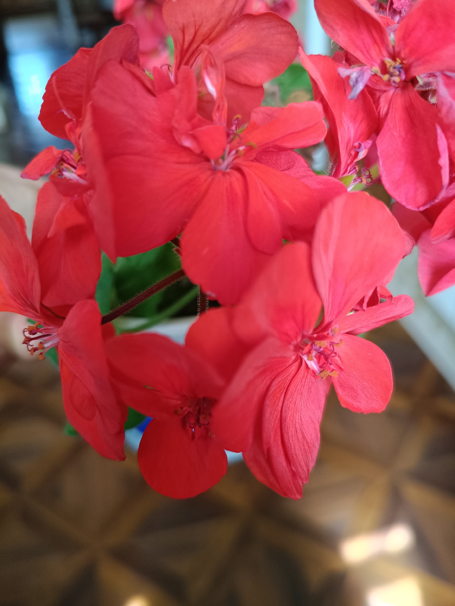 A close-up shot focuses on a cluster of bright red geranium flowers, their petals unfurling towards the viewer. The flowers are tightly packed, with some slightly out of focus, creating a sense of depth. Delicate pistils and stamens are visible in the center of some of the blooms. A thin, hairy stem is present in the middle of the frame, supporting the floral arrangement. The background is blurred, showing a hint of green foliage and a patterned surface that could be a wooden floor or a table. The overall impression is one of vibrant color and natural beauty. This image was taken in Martuni, Armenia.