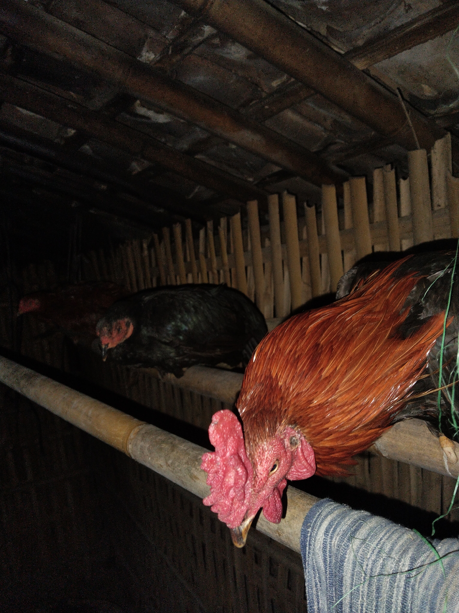 The image displays an interior view of a rustic animal enclosure, likely a chicken coop, primarily constructed from bamboo. Three chickens or roosters are seen perched on horizontal bamboo poles.
In the foreground, a large rooster with striking reddish-orange body and neck feathers, and darker tail feathers, rests on a thick bamboo pole. Its prominent red comb and wattles are clearly visible, and its head is lowered, suggesting a state of rest or sleep. A blue and white striped cloth is draped over the bamboo pole beneath its head, and a thin green string or wire is visible near its tail.
Behind the foreground rooster, a black chicken or rooster is perched on another bamboo pole, also with a noticeable red comb. Further to the left, a third, dark reddish-brown chicken is partially visible, also resting on a pole.
The ceiling and walls of the enclosure are made of bamboo slats and larger bamboo sections, creating a basic and enclosed environment. The overall lighting is dim, suggesting it is either nighttime or a very poorly lit area. No people are visible. The animals appear calm and at rest. There is no visible text in the image.