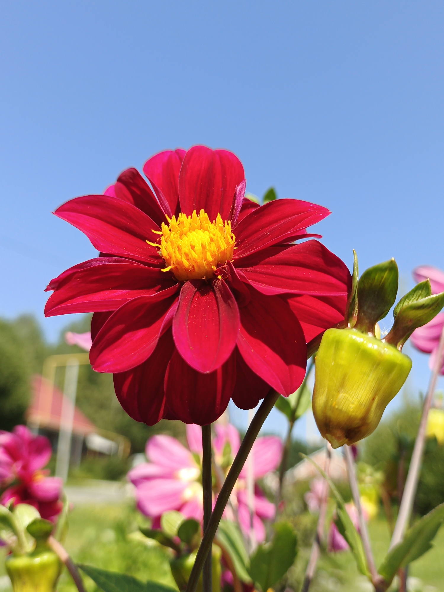 This is a close-up, low-angle photograph of a red dahlia flower in full bloom, set against a clear blue sky. The flower's vibrant red petals are intricately layered, fanning out from a bright yellow center. To the right of the main flower, a developing yellow bud with green sepals is visible, also in sharp focus. The background is softly blurred, revealing hints of other pink flowers, green foliage, and a distant, out-of-focus building with a red roof, suggesting a garden setting. The image's composition draws attention to the dahlia and its bud, with the expansive sky providing a simple, uncluttered backdrop. The location is specified as Medvedyovka, Russia.