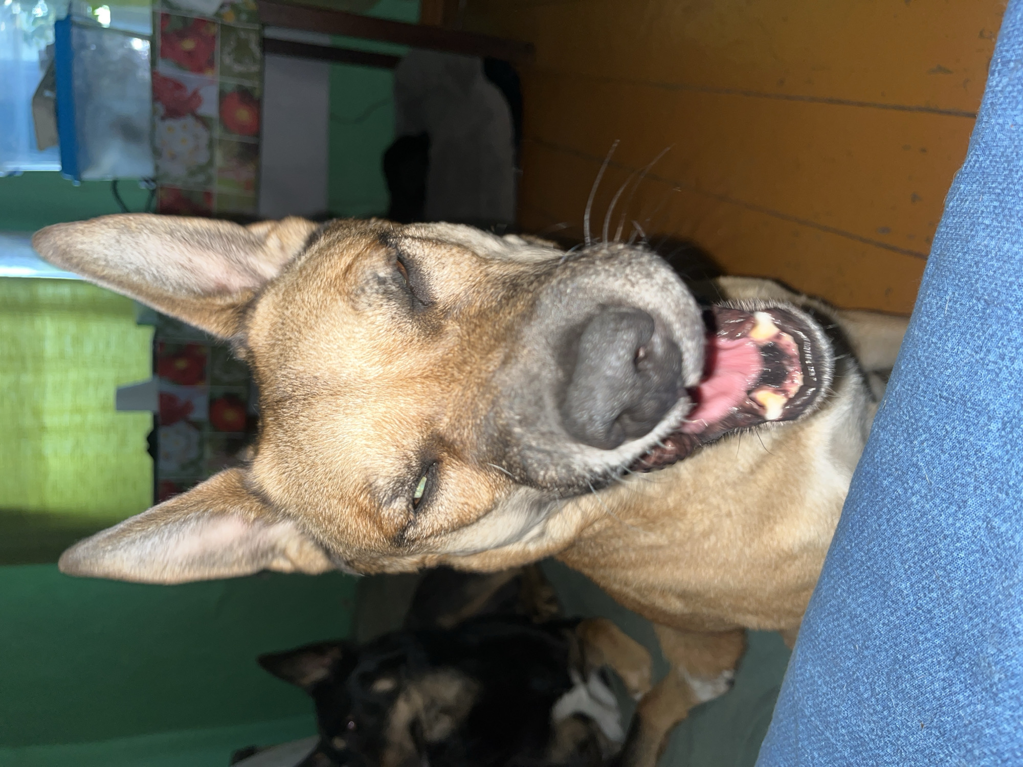 A close-up, slightly angled, indoor photograph shows a tan-colored dog yawning or opening its mouth widely. The dog has its eyes nearly closed and pointed ears. A black dog is partially visible behind the tan dog. Next to the tan dog is a person's leg covered in blue denim. The background consists of a window with green curtains, patterned wallpaper, and a wooden floor. No location is indicated in the picture.