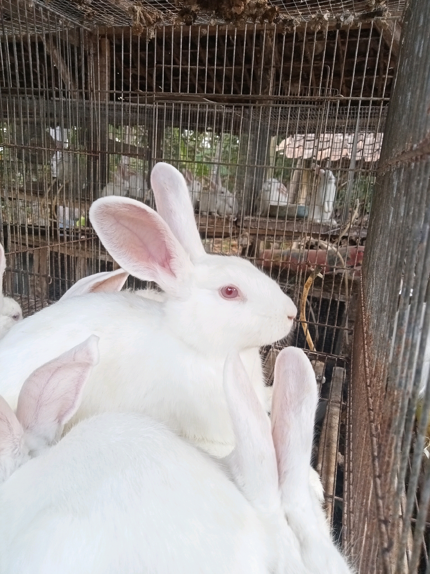 A close-up, vertical shot shows several white rabbits within a rusty wire cage. The rabbit in the foreground is in profile, facing right, with bright pink eyes and large, pink-lined ears. Its white fur is soft and plush. Behind it, other rabbits are partially visible, their ears and backs peeking out from the enclosure. The cage bars are visible throughout, creating a grid-like pattern across the image. In the background, more rabbits can be seen within other cages, some appearing to be white or light grey. The environment outside the cage is blurred but suggests a rural or outdoor setting with foliage and possibly structures. The overall impression is one of a rabbitry or farm. The image was taken in Trenggalek, Indonesia.
