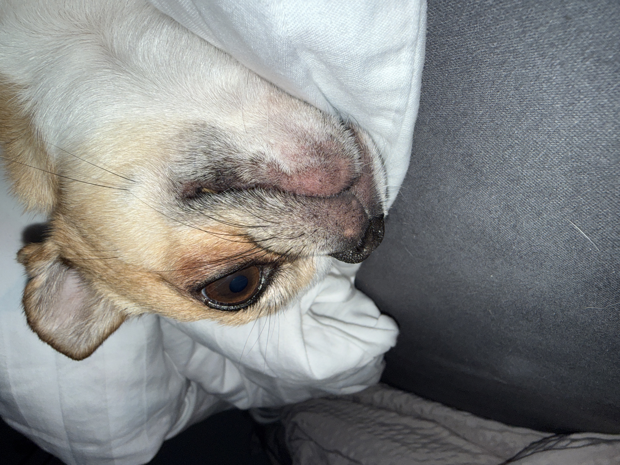 A close-up, slightly angled photograph shows a dog's face partially covered by a white fabric, possibly a blanket or sheet. The dog has light tan fur on its head, a brown eye visible, and a dark nose. The dog is resting on a grey surface, potentially a couch or bed. The lighting is dim. The location is unknown, no indication of the city of Berlin, Germany, is visible in this image.