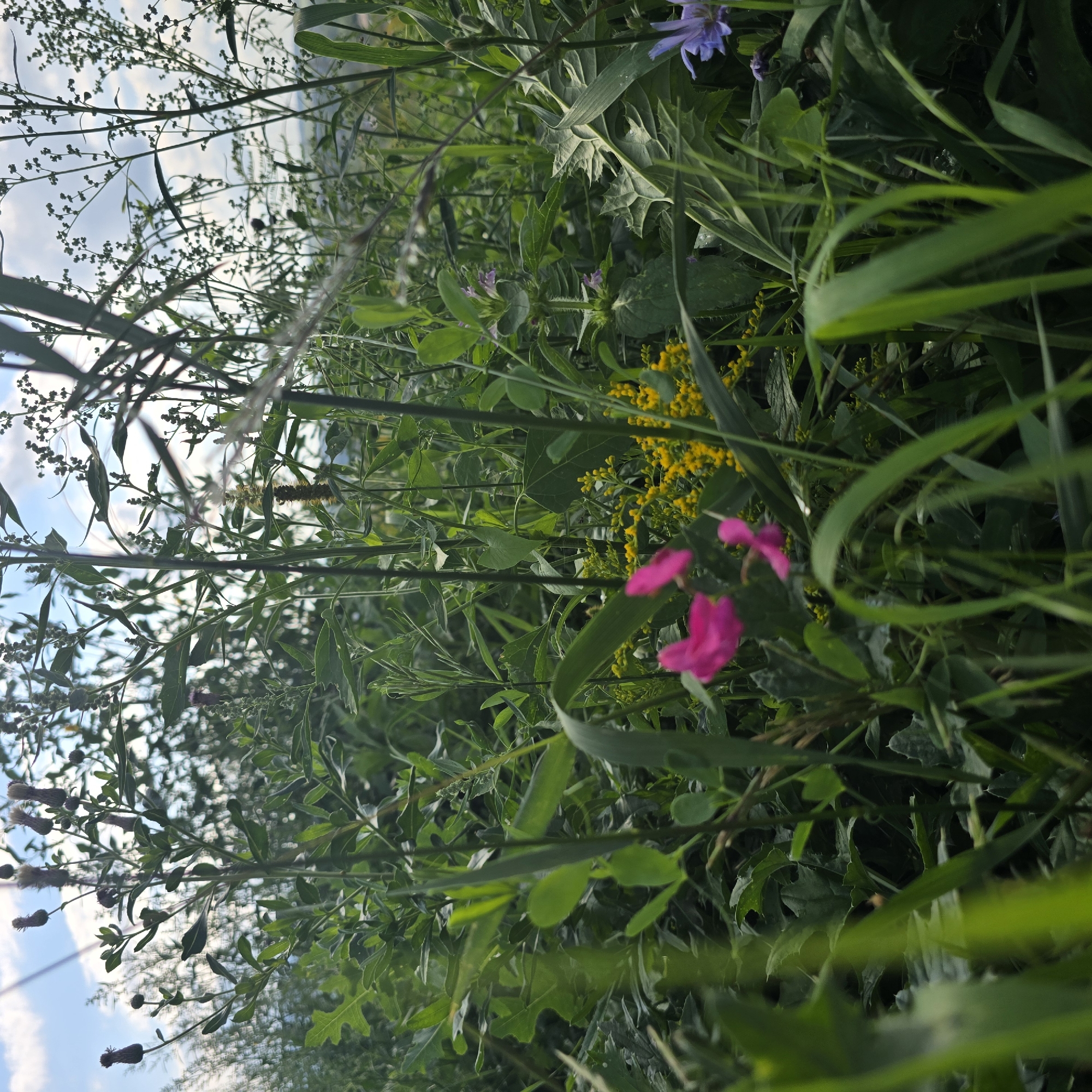 This is a close-up, low-angle outdoor photograph of wild vegetation in Belokurikha, Russia. The foreground is dominated by tall, green grass blades, some of which are out of focus and appear blurred. Behind the grass, a dense growth of various plants is visible, including leafy green foliage, thin stalks, and scattered clusters of small yellow flowers. Two bright pink flowers are prominently featured in the mid-ground, slightly out of focus. In the upper left and upper right portions of the image, parts of the sky are visible, showing white clouds against a pale blue background. The overall impression is one of a natural, uncultivated area, likely a meadow or field, with a focus on the details of plant life. No people or animals are present.