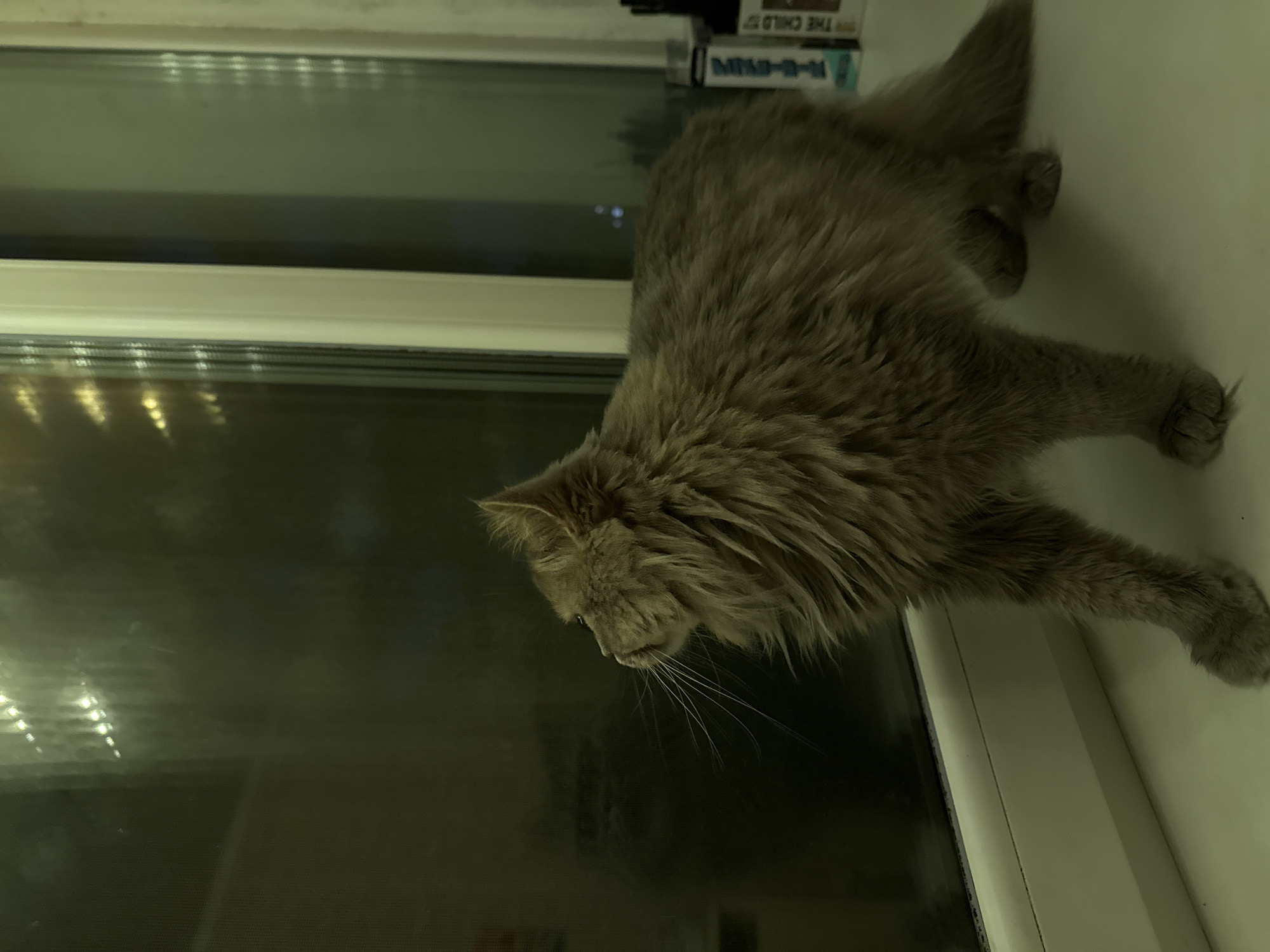 A long-haired, grey cat is positioned on a white windowsill, looking out of a window. The window is dark, with some blurry lights visible outside, suggesting it is nighttime. The cat is facing left, with its profile visible. Its fur is fluffy and appears somewhat disheveled. The windowsill is clean. To the right of the cat, on the windowsill, are two books. The environment suggests an indoor setting, possibly an apartment or house. There is no indication of the specific location within Raivka, Ukraine, beyond the general interior setting.