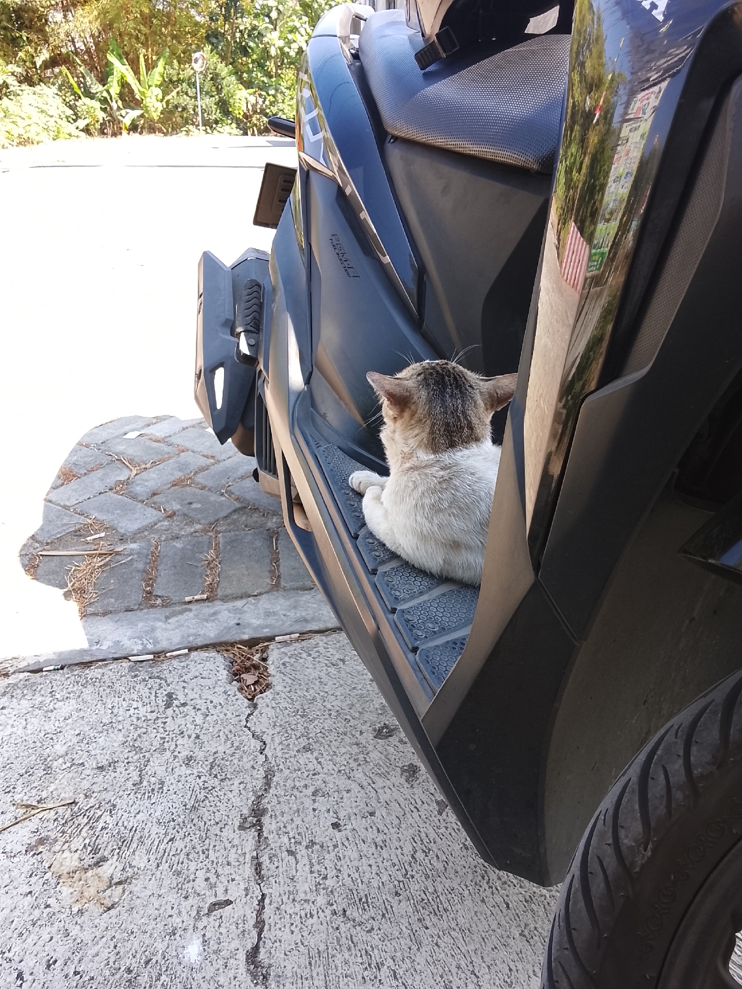 A short-haired cat is sitting on the floorboard of a black motorcycle, facing away from the camera and towards the left. The cat has white and tan fur with dark stripes on its back and head. The motorcycle is parked on a paved area with interlocking gray bricks. To the left of the motorcycle, there is a concrete sidewalk. In the background, there are lush green trees and foliage, and a road. The scene appears to be outdoors in a sunny environment. The location is identified as Sidabowa, Indonesia.