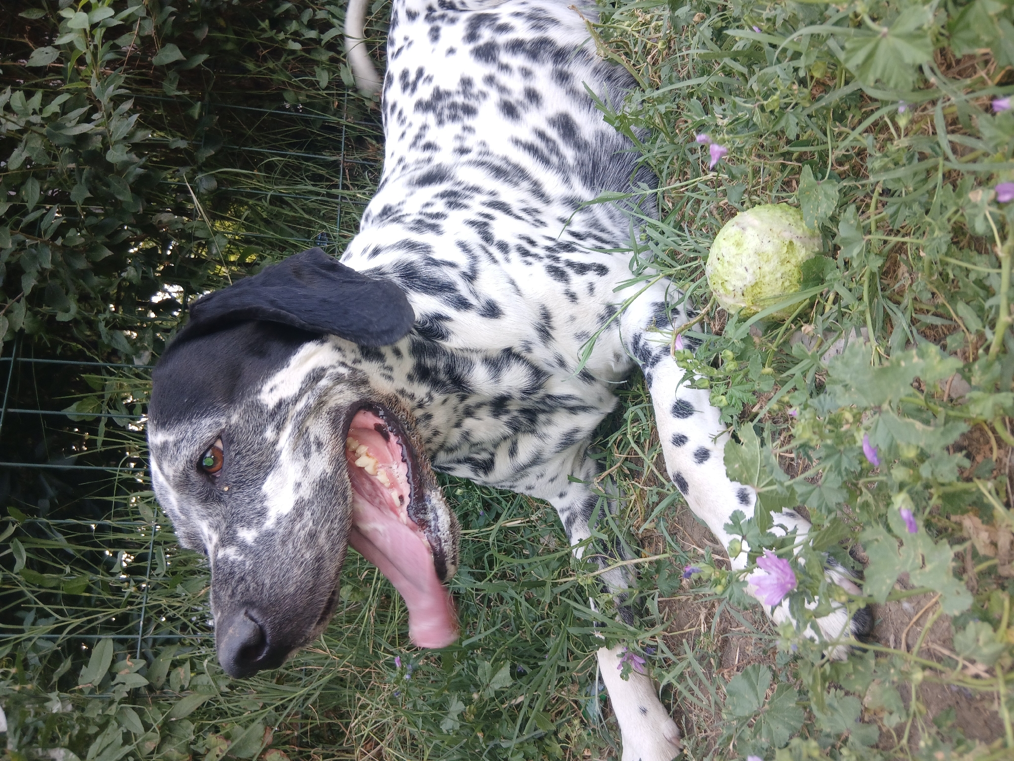 A dalmatian dog lies panting in a grassy area with some small purple flowers and a light green, round object near its front paw. The dog is facing left, with its tongue hanging out. The background consists of green foliage and a fence.