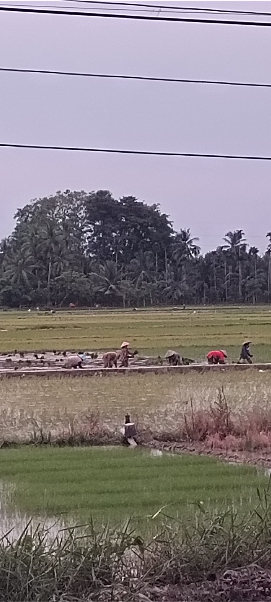 The image depicts a rural landscape in Aluegunto, Indonesia, characterized by vast rice paddies. In the middle ground, several individuals are engaged in agricultural labor within a flooded rice field. They appear to be planting rice seedlings, a common practice in rice cultivation. One person, wearing a conical hat, is prominently visible. The background is dominated by a dense growth of trees, including palm trees, suggesting a tropical climate. The sky is overcast, contributing to the muted lighting conditions of the scene. The overall impression is one of traditional farming activities set against a lush, natural environment.