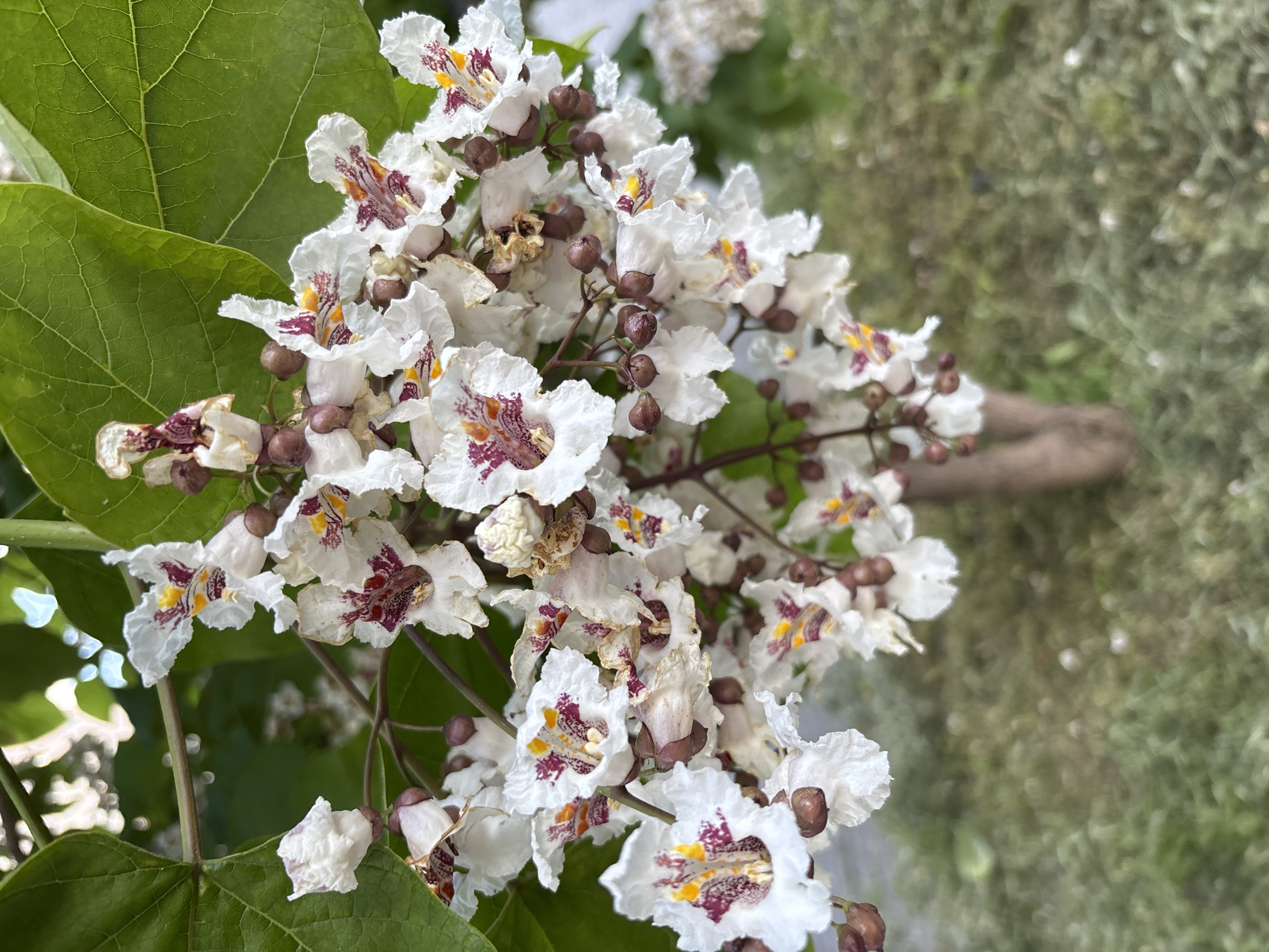 A close-up, eye-level shot captures a cluster of white, trumpet-shaped flowers with intricate reddish-purple markings and yellow centers, hanging from a tree branch. The flowers are in various stages of bloom, with some fully open and others still in bud. Large, green leaves are visible in the upper left portion of the frame, out of focus. The background consists of a blurred, green, grassy area and the trunk of a tree. The scene is outdoors, and it is daylight. The image does not depict any people or indicate a specific location within Rostov-on-Don, Russia.
