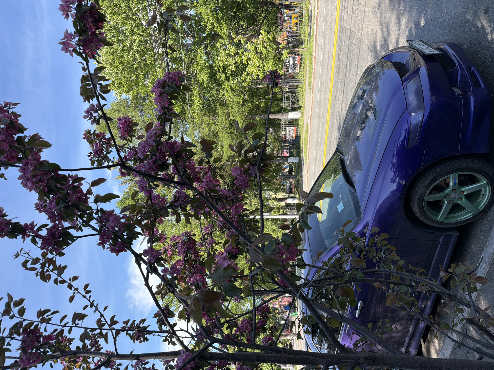 The image captures a close-up view of a tree branch laden with pink blossoms, positioned in the foreground against a backdrop of lush green trees and a bright blue sky. A portion of a vibrant purple car is visible on the right side, parked near the curb. The car's metallic finish reflects the surrounding greenery and sky. Its light green rims are a notable detail.
The scene appears to be set outdoors, likely during the daytime due to the bright sunlight casting shadows. The presence of blooming flowers suggests a spring or early summer season. The car's license plate is partially visible, but the text is unreadable. The setting includes a road with a yellow line, indicating it's a street or roadside. In the background, through the trees, there are hints of buildings or structures and possibly some construction equipment or fencing, suggesting an urban or suburban environment. The overall mood is peaceful and serene, highlighted by the natural beauty of the blossoms and the tranquil sky.
