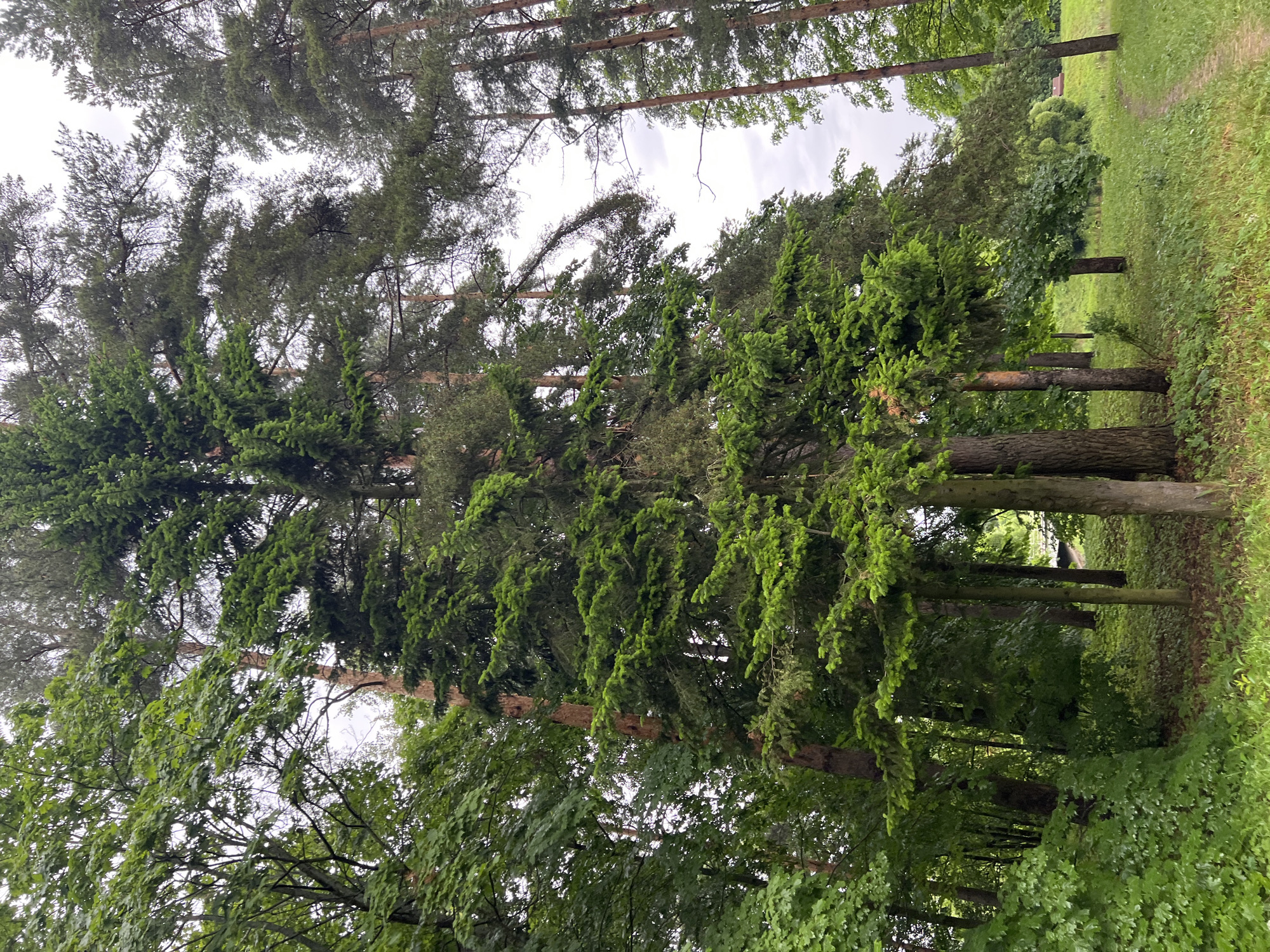 The image depicts a dense forest scene with tall evergreen trees dominating the foreground and midground. The trees have thick trunks and abundant green foliage, creating a lush, natural environment. In the background, deciduous trees with lighter green leaves are visible, suggesting a mixed forest. The ground is covered with grass and some fallen leaves. The sky is overcast and a pale gray, indicating a cloudy day. The overall impression is one of a quiet, natural setting. Based on the context of being in the city of Pushkin, Russia, this scene is likely part of the expansive parklands that surround the city's historic palaces, such as Catherine Park or Alexander Park. The presence of well-maintained paths, though not clearly visible in this particular shot, is characteristic of these parks. No people or animals are present in the image.