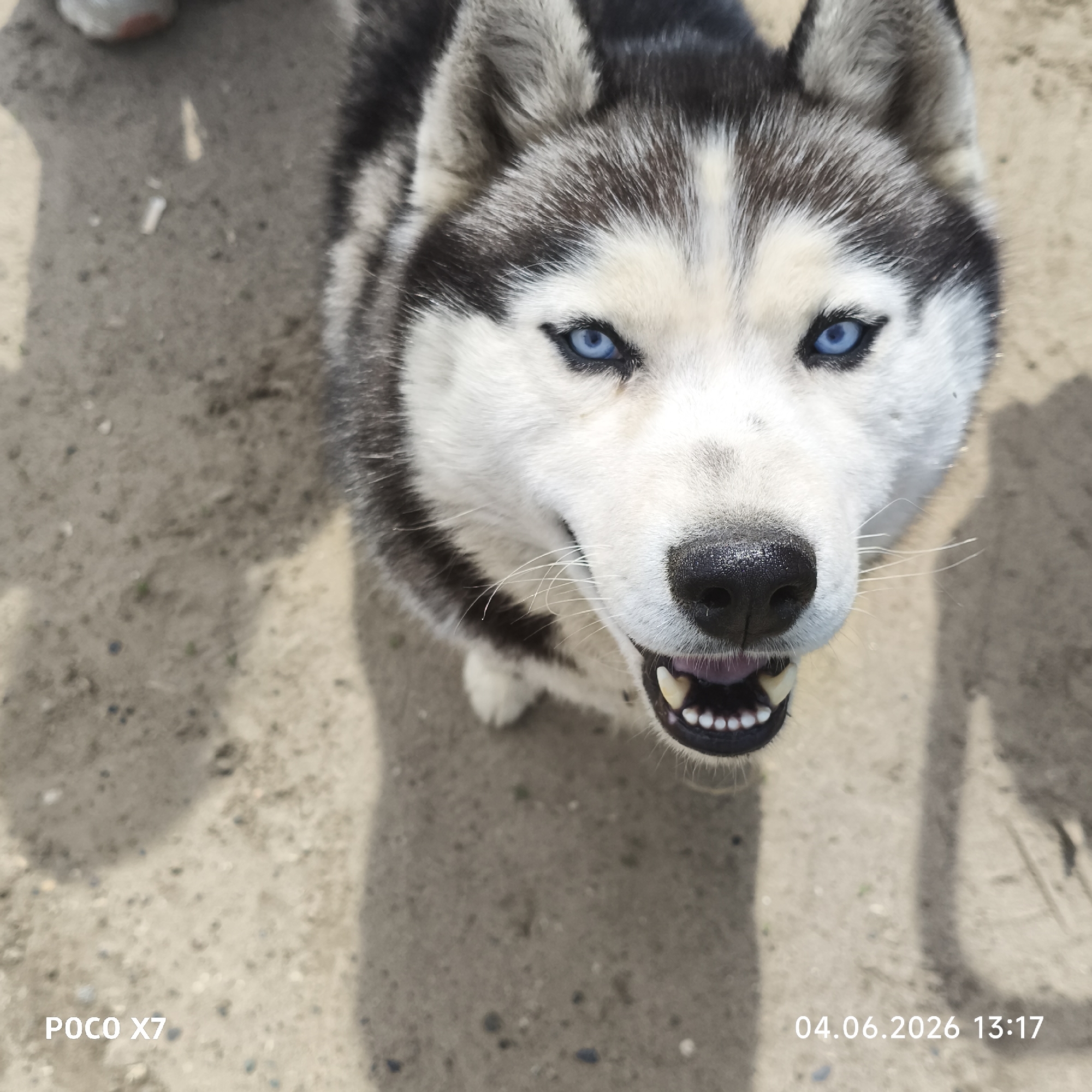 A close-up, eye-level outdoor photograph features a Siberian Husky, its face filling most of the frame. The dog has a distinctive black and white coat with gray undertones, and striking, piercing blue eyes that look directly at the viewer. Its mouth is slightly open, revealing white teeth and a pink tongue, suggesting attentiveness, panting, or a happy expression. Long, white whiskers are visible on its muzzle.
The dog is situated on a sandy or gravelly ground surface, which appears dry and uneven. Strong, elongated shadows are cast on the ground, indicating bright sunshine. A shadow on the left side of the frame, along with a partial view of a white shoe with a red heel at the top-left, suggests the presence of a person standing nearby, likely the photographer.
Visible text in the bottom left corner reads "POCO X7," indicating the camera device used. In the bottom right corner, a timestamp displays "04.06.2026 13:17," providing the date and time of the photo. The setting is outdoors in Chaikovsky, Russia, under clear and sunny weather conditions. The dog appears alert and engaged.