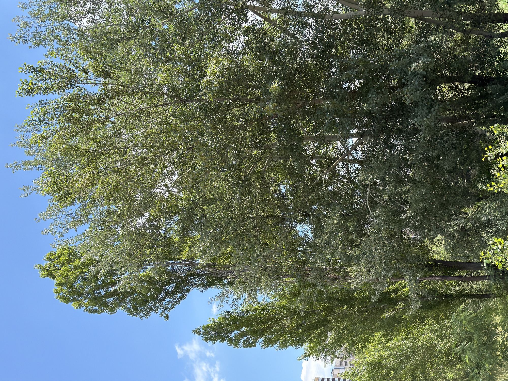 The image displays a clear blue sky with a few wispy white clouds, viewed from below through the canopy of tall deciduous trees. The trees are full of green leaves, creating a dappled sunlight effect as the light filters through the branches. The leaves appear to be of a type that have small, somewhat triangular or spade-shaped leaves. Several tree trunks are visible, rising from the ground and branching out to form a dense overhead foliage. The lower part of the image shows a glimpse of a green grassy area, and in the far distance, a building with a light-colored facade and a darker patterned roof is partially visible. The scene suggests an outdoor setting on a pleasant day, likely a park or a tree-lined street in Kyiv, Ukraine, given the provided location context. There is no discernible activity or event taking place, as the focus is on the natural elements of the trees and sky. No text is visible in the image. The lighting and the vibrancy of the green leaves suggest it is daytime, likely mid-morning to late afternoon, with fair weather.