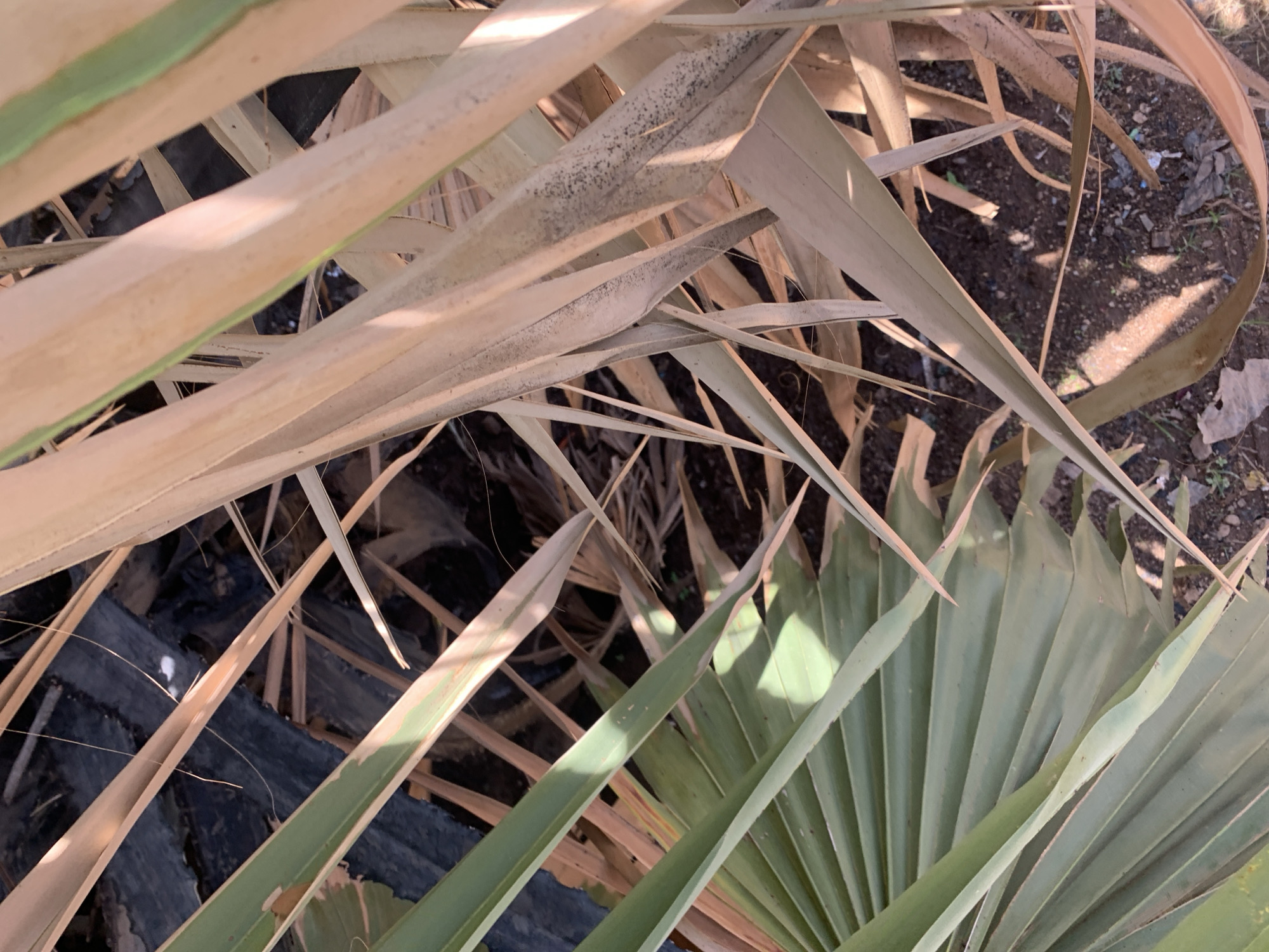 The image depicts a downward-angled view into a dense arrangement of plant foliage and ground debris in Rafin Par, Nigeria. Prominently featured on the lower left and extending upwards are several large, fan-shaped green leaves, consistent with a palm species, showing areas of direct sunlight illumination. Interspersed throughout, and particularly on the right, are numerous dry, elongated, light brown to straw-colored leaves, some of which exhibit dark, speckled discoloration.
Through gaps in the foliage, reddish-brown soil is visible, containing small stones and scattered anthropogenic debris, including light-colored plastic fragments and other dark, amorphous litter. In a darker, central recess beneath the leaves, a textured, dark material, possibly shredded rubber or heavy fabric, is present. Distinct shadows cast by the overhead foliage indicate direct sunlight. No individuals, animals, or active interactions are observed in the scene.