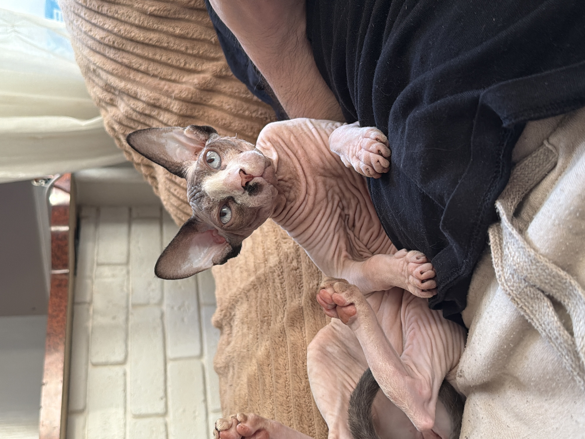 A close-up shows a hairless cat, possibly a Sphynx, lying upside down on a bed or cushion. The cat is mostly pinkish-grey with darker points on its ears, nose, and around the eyes. The cat's eyes are blue. The cat is lying on its back with its paws curled. Black clothing is partially visible behind the cat. The background is a mix of brown fabric, a grey knitted textile, and a white brick wall. The location and city are unknown.