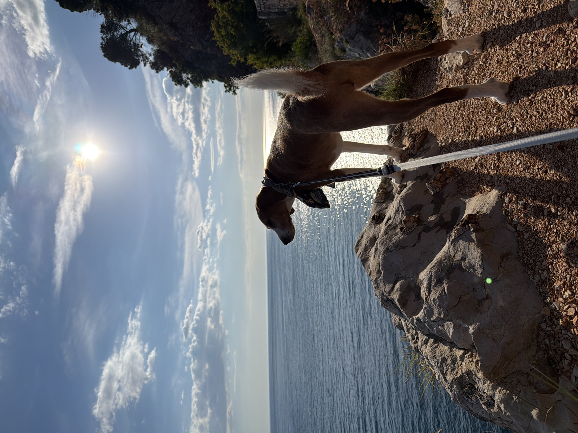 A dog with brown and white fur stands on a rocky cliff overlooking the sea in Petrovac centar, Montenegro. The dog wears a collar and is attached to a leash. The sea extends to the horizon under a blue sky with scattered clouds. The sun shines brightly in the sky, creating a glare on the water. The cliff is made of gray rock with small pebbles and some vegetation.
