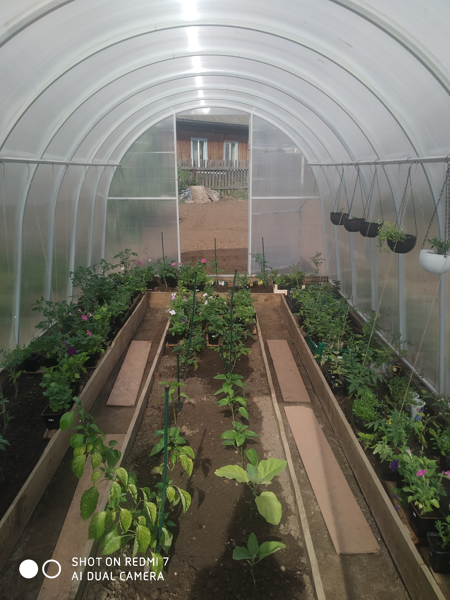 The image shows the interior of a greenhouse in Ochansk, Russia. The greenhouse is constructed with a translucent arched roof and walls. Inside, there are raised garden beds made of wood, with soil and various plants. The plants include tomato plants, petunias, peppers, and eggplants. Some plants are in pots, others are planted directly in the soil. Wooden planks are placed as pathways between the beds. Hanging pots are suspended from the greenhouse frame, containing foliage plants. Outside the open end of the greenhouse, a wooden house is visible. The ground outside is dirt and grass. A "SHOT ON REDMI 7 AI DUAL CAMERA" watermark is present at the bottom of the image.