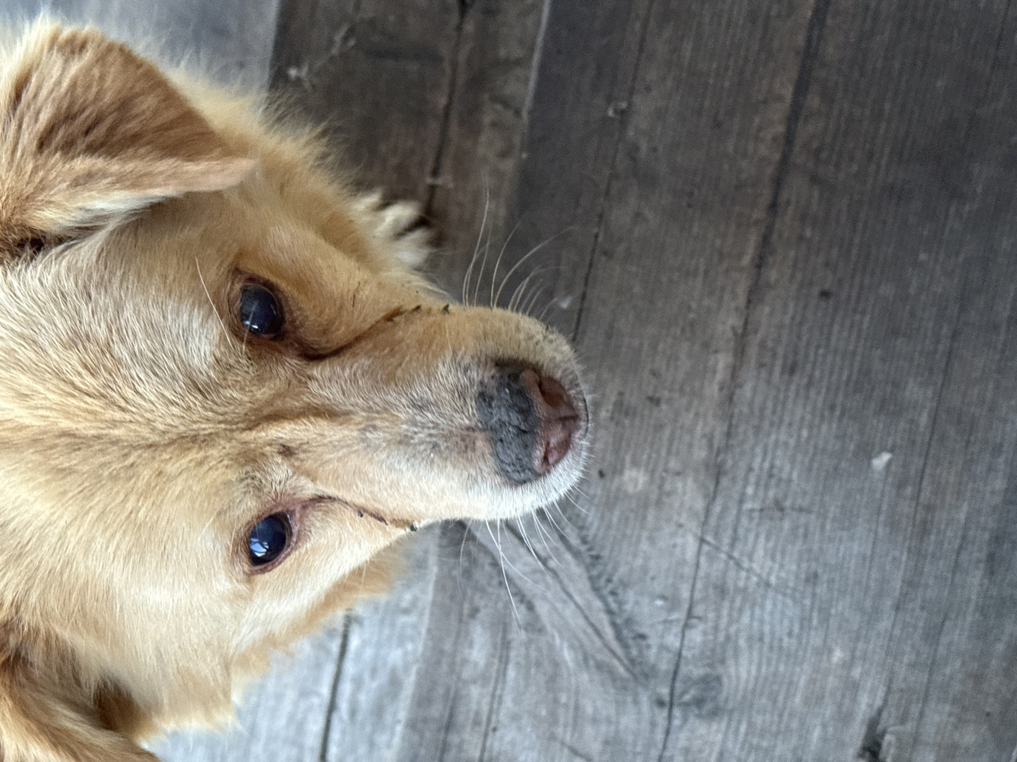 A close-up shot of a light-brown dog with a black nose is pictured from above. The dog is situated on what appears to be an aged, grey wood surface with pronounced grain patterns. The image may have been taken in Tyulyuk, Russia but nothing visible in the photo can confirm the precise location.