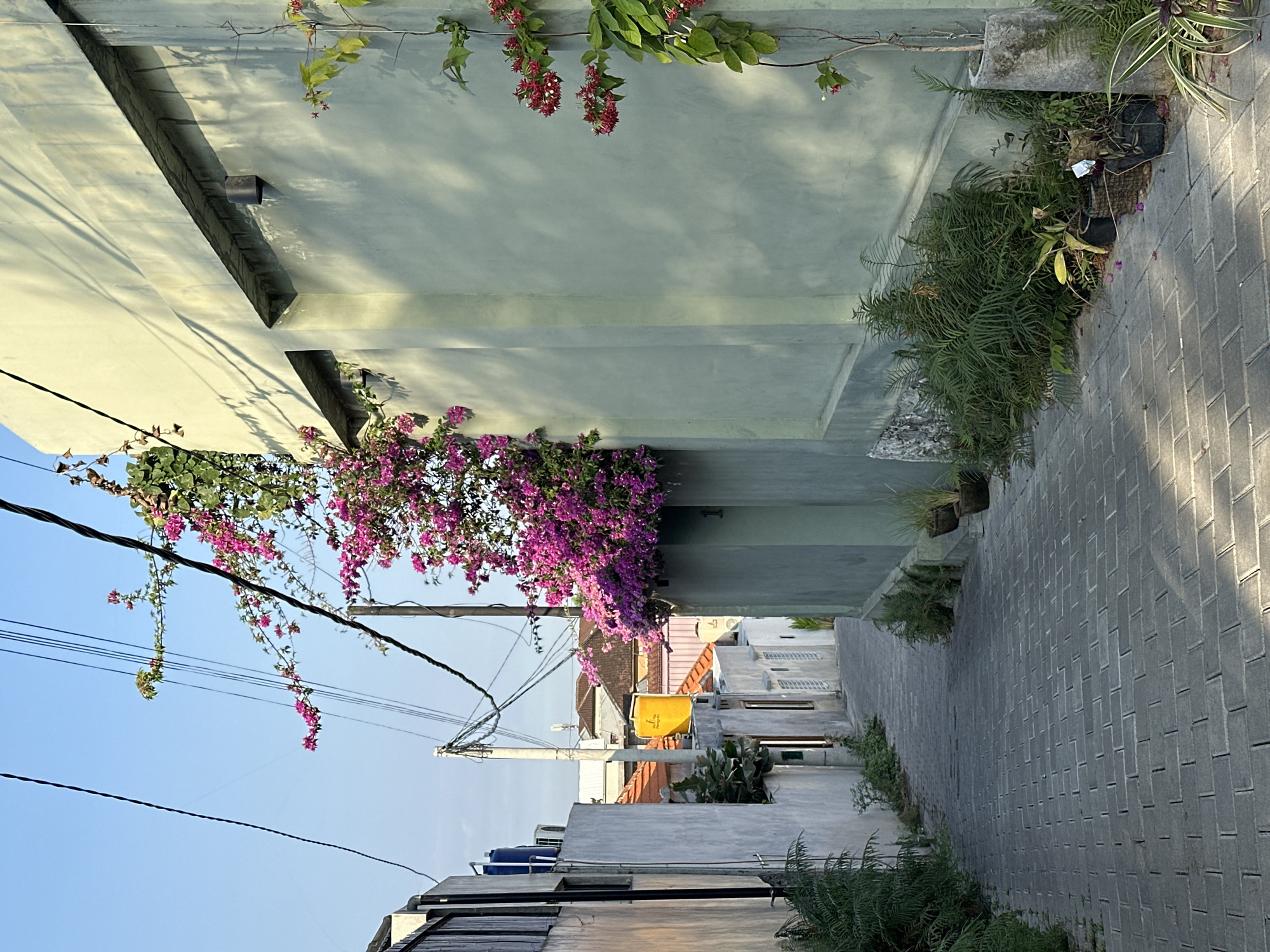 The image depicts a narrow, paved alleyway in the city of North Kuta, Indonesia. The alley is lined with buildings, some with weathered facades and others painted in pale colors. Lush, vibrant pink bougainvillea flowers cascade down a wall on the right side of the alley, while a thinner vine with red flowers climbs another wall further down on the same side. Various potted plants and greenery are scattered along the sides of the alley and against the building walls. Overhead, electrical wires crisscross the clear blue sky, supported by utility poles. The ground is paved with grey interlocking brick pavers, and the sunlight casts distinct shadows on the path, indicating it is likely morning or late afternoon. The scene is serene and conveys a sense of everyday life in a residential or commercial area.