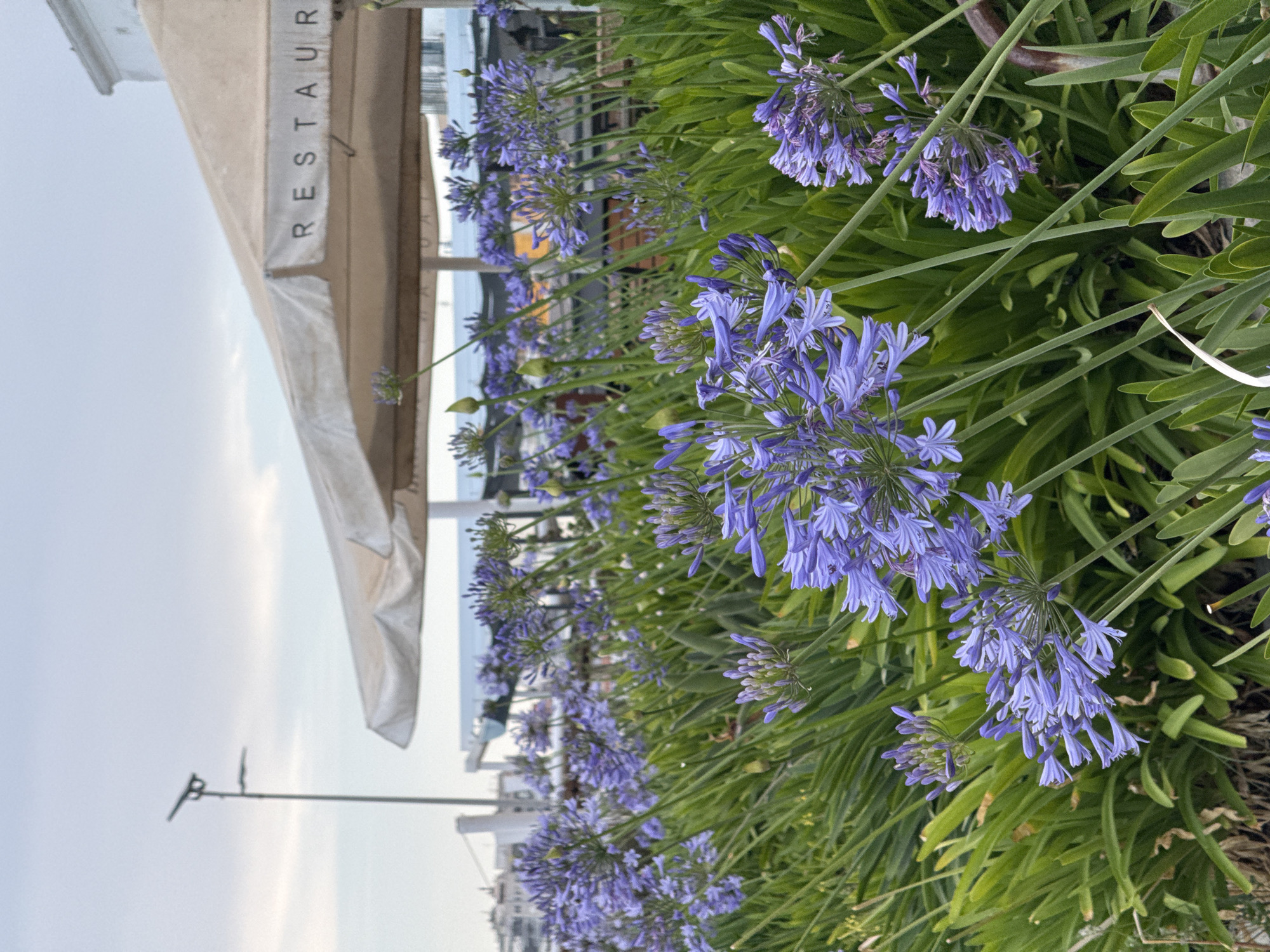 The image shows a cluster of purple Agapanthus flowers in the foreground, with lush green foliage. In the background, there is a partially visible beige umbrella with the word "RESTAURANT" printed in black letters. Behind the umbrella, there is a glimpse of the sea and buildings, suggesting a coastal town. A lamppost with two lights is visible on the left side of the image. The sky is overcast. The scene appears to be an outdoor dining area of a restaurant near the coast in Blanes, Spain. There are no people or animals visible in the image.