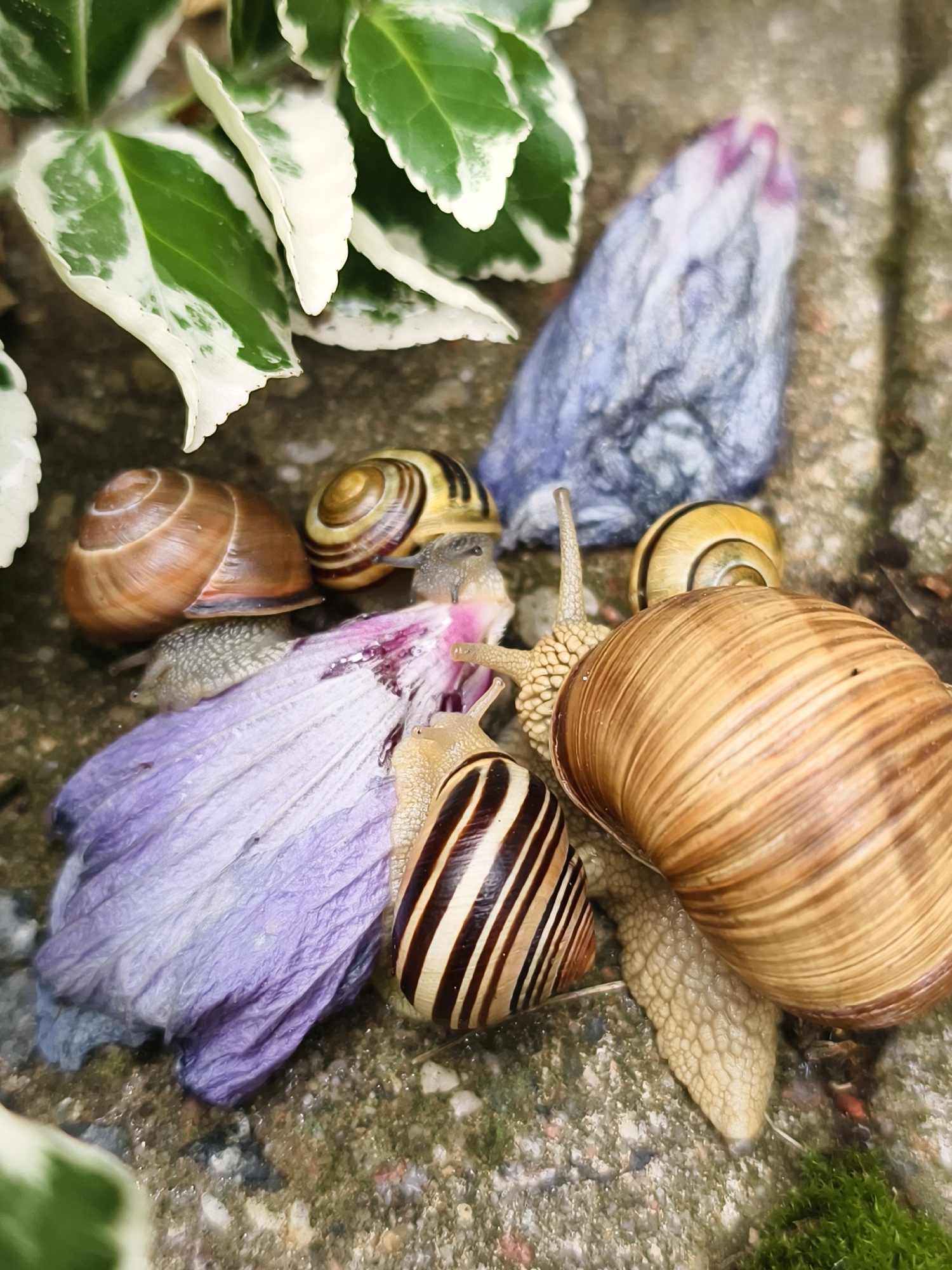 The image depicts a cluster of six snails situated on a stone surface, likely a garden path or patio, with some vegetation in the upper left quadrant. One snail, the largest in the group, is a prominent light brown, ribbed shell positioned towards the right of the frame. Its pale, textured foot extends towards the left. Adjacent to it, and partially beneath it, is a cluster of what appears to be a wilted purple flower, with some iridescent blue material nearby. Several smaller snails are also visible. One has a brown, spiraled shell. Another exhibits distinct brown and white stripes on its shell. Two more have yellowish shells with darker banding. A sixth snail, positioned between the largest and the striped snail, has a pale, textured body. The overall environment suggests an outdoor setting, possibly a garden within the city of Tczew, Poland, given its prevalence of gardens and parks. The lighting is natural, indicating it was taken during daylight. There are no visible people or animals other than the snails. The scene is static, with the snails in various states of repose or slow movement.