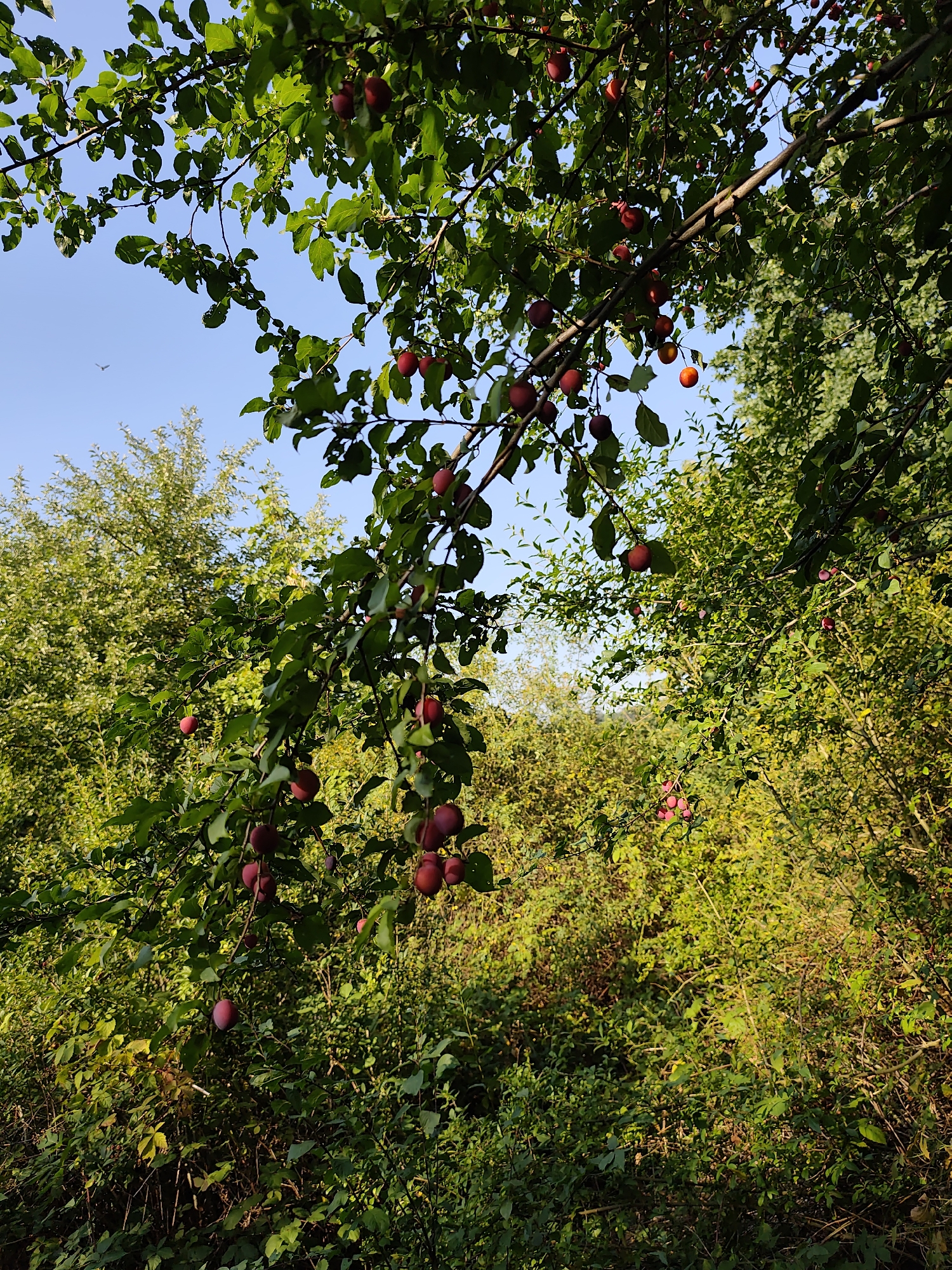 In this eye-level, medium shot, a plum tree laden with ripe, red fruit dominates the foreground. The plums, varying in color from deep crimson to lighter red, hang in clusters from leafy branches that extend across the frame. The leaves are a vibrant green, some showing signs of minor damage. In the background, lush green foliage creates a dense wall of vegetation, hinting at a natural or semi-wild environment. The sky is a clear, bright blue, with a tiny bird visible in the upper left quadrant. The lighting suggests it is daytime, with sunlight casting shadows and highlighting the fruit. The scene is devoid of any human presence or activity. Based on the flora and clear blue sky, this scene could be anywhere with a temperate climate and an abundance of trees. Without specific landmarks, pinpointing this exact location within Prague, Czechia, is not possible from the visual information provided.