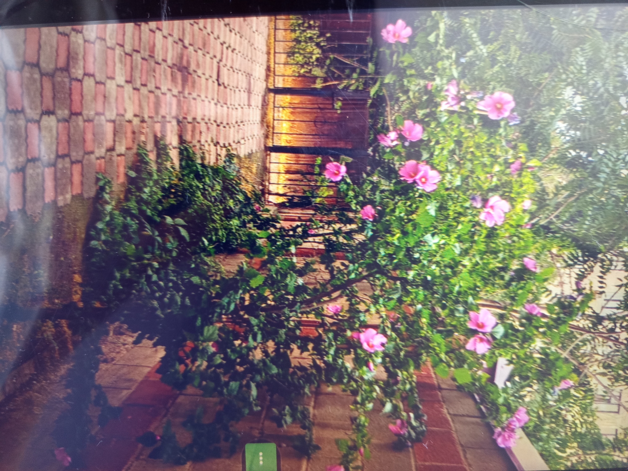 The image depicts a close-up view of a pink hibiscus bush in bloom. The bush is lush and green with numerous vibrant pink flowers, some fully open and others still budding. The flowers have five petals and a prominent stamen.
The bush is situated next to a brick wall, which is made of rectangular bricks laid in a pattern. The bricks appear weathered and are in shades of red and brown. To the right of the bush, a wooden fence or gate is visible, constructed from horizontal wooden planks that are illuminated by warm, golden light, suggesting it might be late afternoon or early morning.
The overall scene is outdoors, likely in a garden or courtyard. The lighting suggests a sunny day. The setting appears to be a residential area or a park. There are no people or animals visible in the image.
A small green rectangular object with three white dots is partially visible at the bottom left of the image, close to the brick wall. The nature of this object is unclear.
The image quality is somewhat degraded, with visible pixelation and some scratches on the surface, possibly from a screen protector or the lens of the camera. The composition focuses on the natural beauty of the blooming hibiscus against the man-made elements of the brick wall and wooden fence. The vibrant colors of the flowers stand out against the more muted tones of the surroundings.