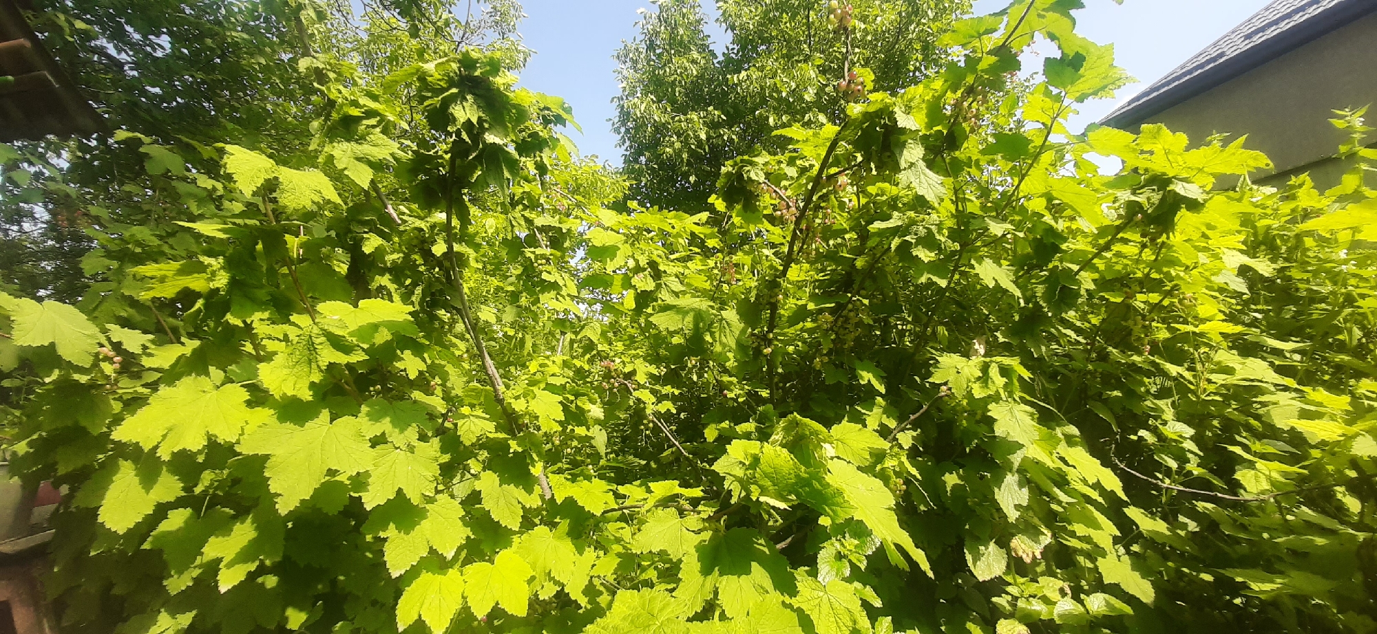 The image shows a dense cluster of green currant bushes in Yessentukskaya, Russia, under a clear blue sky. The bushes are full of broad, serrated leaves and some are bearing small clusters of developing berries. The sun is shining brightly, casting shadows and highlighting the vibrant green of the foliage. In the background, the roof of a building is visible, suggesting a residential or garden setting. The perspective is low, as if the camera is positioned amongst the plants.