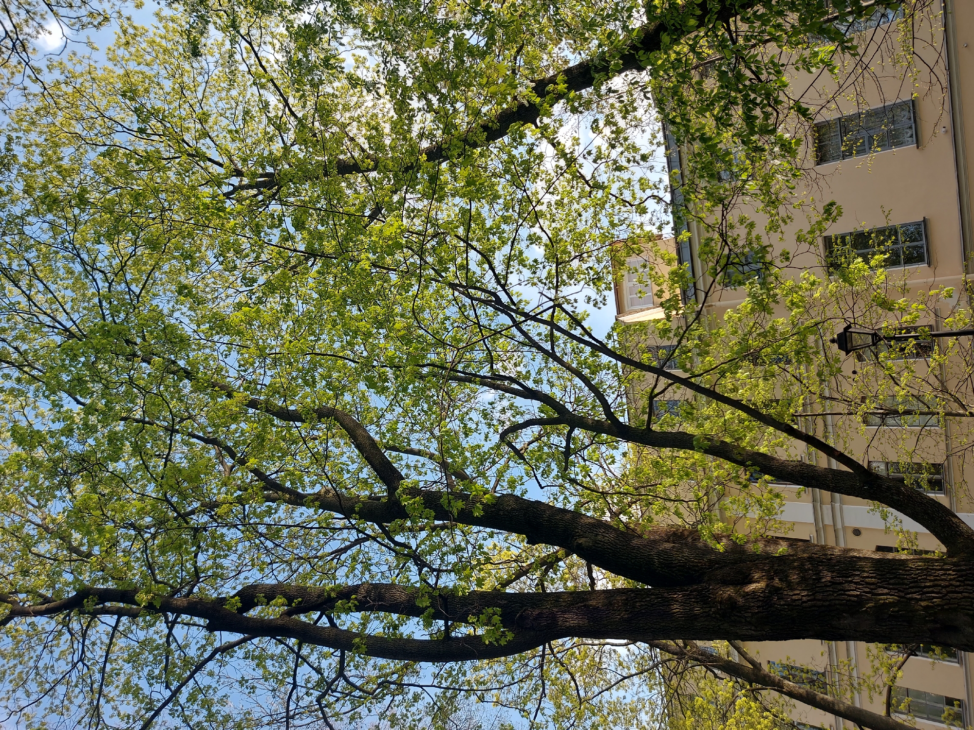 The image shows a view looking up into the branches of several trees with new green leaves against a blue sky with some white clouds. The trees are adjacent to a light-colored building with multiple windows. The architecture of the building suggests a location in the city of Saint Petersburg, Russia. A black lamppost is visible among the branches.