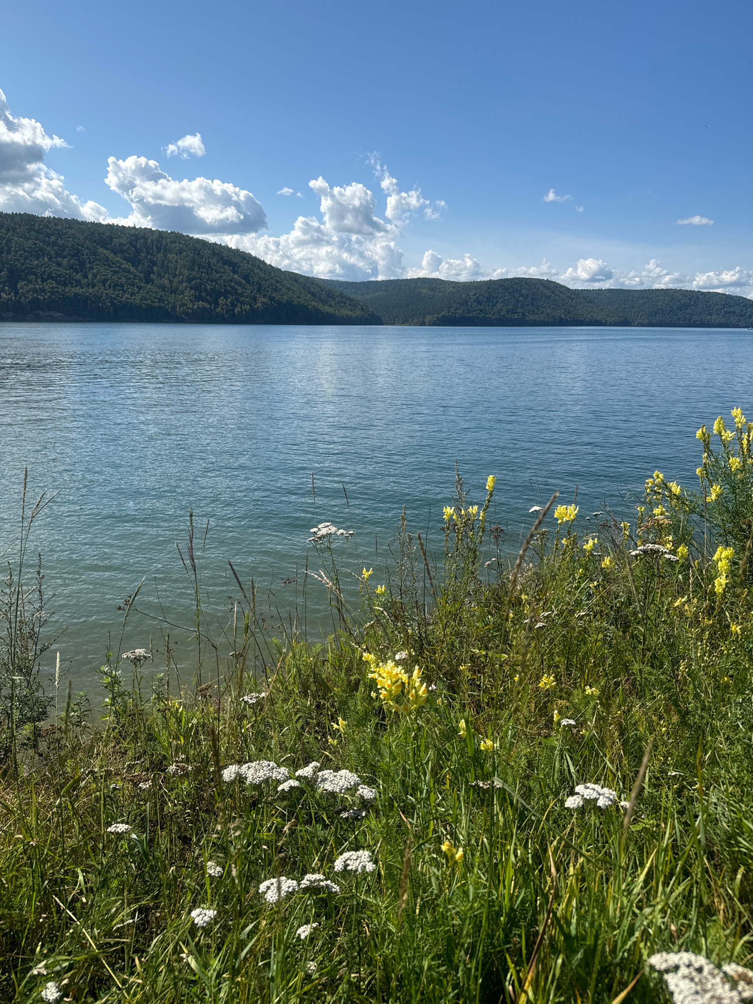 The image depicts a tranquil natural landscape featuring a large body of water, likely a reservoir or lake, with rolling, tree-covered hills in the background. The sky above is a vibrant blue with scattered white clouds, suggesting fair weather. The foreground is dominated by a grassy embankment dotted with various wildflowers, including clusters of white Queen Anne's Lace and bright yellow blooms. The water's surface exhibits gentle ripples, reflecting the light and creating a shimmering effect. The scene appears to be a serene outdoor setting, possibly a park or a natural reserve, given its unspoiled and picturesque qualities.
Regarding the specific location in Тальцы (Иркутск), Russia, the image aligns with the natural beauty found in the vicinity of the Irkutsk Reservoir (also known as the Irkutskoye Vodokhranilishche). This reservoir is located near the village of Ust-Orda, which is geographically close to the historical and ethnographic museum "Taltsy" located on the Angara River. The landscape of forested hills and a large body of water is characteristic of the region surrounding the Angara River and its reservoir. The presence of such natural scenery near the museum village would be typical. There are no people or human-made structures prominently visible in the image, emphasizing the natural environment.