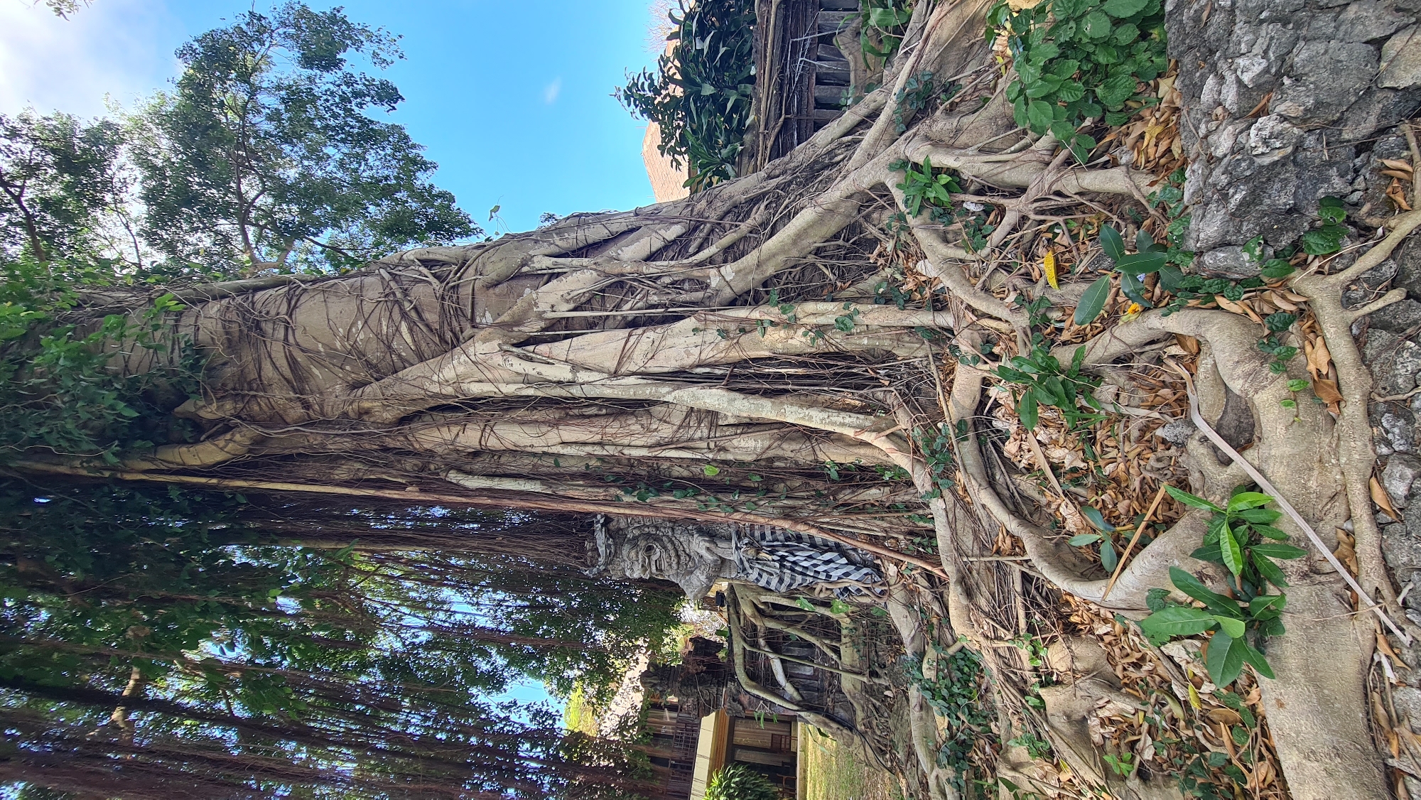 A banyan tree with exposed, tangled roots dominates the foreground of this outdoor scene. The tree trunk is thick and ancient, wrapped in aerial roots that hang down like vines. In the midground, to the left of the tree, a carved stone statue of a mythical creature, possibly a guardian or deity, stands with its head turned to the left. The statue is adorned with a black and white checkered cloth around its waist. Behind the statue, part of a building with a terracotta roof is visible, suggesting it might be a temple or a traditional Balinese structure. The ground is covered with dry leaves and small green plants growing amongst the roots and stones. The sky is clear and blue, with some faint clouds. This scene is likely located in Denpasar, Indonesia, possibly at a temple complex or a culturally significant site that preserves traditional architecture and natural elements.