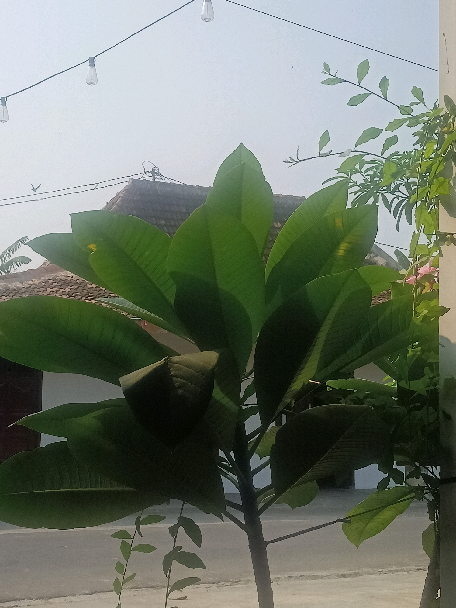 In the city of Ngandul, Indonesia, a lush green plant with large leaves dominates the foreground of the image, obscuring a portion of a residential building with a tiled roof. The building appears to be a single-story dwelling with a light-colored wall and a dark-colored door. The background is a hazy sky with several exposed light bulbs strung across it, suggesting an outdoor setting like a patio or garden. A thin power line is visible traversing the sky. To the right, a light-colored pole or pillar is partially visible, adorned with a black strap. A dense vine with small green leaves and a hint of pink flowers climbs up this structure. In the far distance, two small birds are visible in flight against the pale sky. The ground in front of the building is paved with a light-colored surface.