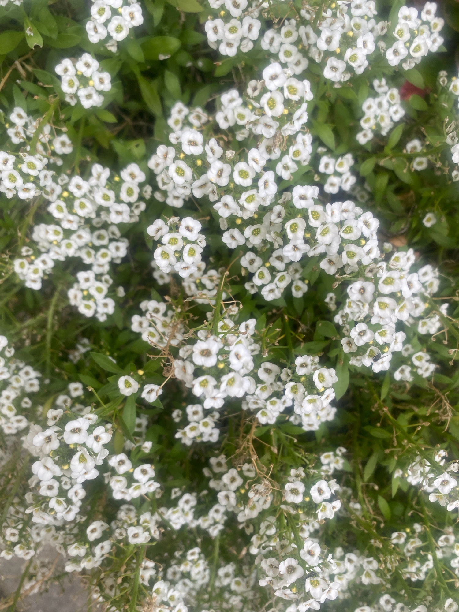 The image is a close-up, overhead shot of a dense cluster of small white flowers with yellow centers, interspersed with green foliage. The flowers are delicate and appear to be in bloom. There are a few dried, brown stems visible within the plant mass. In the lower right portion of the image, a small black insect, possibly a fly, is perched on one of the white petals. The lighting suggests it is daytime, and the overall impression is of a natural, outdoor setting. Without additional information or context, the specific location in Nowy Sącz, Poland, cannot be determined from the visual content alone.