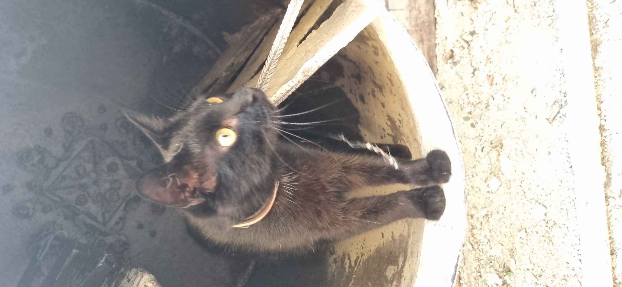 A black cat with yellow eyes and a thin, light-colored collar is standing inside a large, hollow, cylindrical object. The object appears to be made of a rough, textured material, possibly concrete or a similar composite, with some debris and possibly wood fragments visible inside and around it. The cat is facing to the right, with its body angled slightly towards the viewer. The background is dark and indistinct. The surrounding ground is covered in a light-colored, granular material, consistent with sand or gravel. The scene is outdoors, with natural light illuminating the cat and the opening of the cylinder. The cat's fur is slightly ruffled, and it appears alert. The context of Blizhnee, Ukraine is not discernible from the image itself.